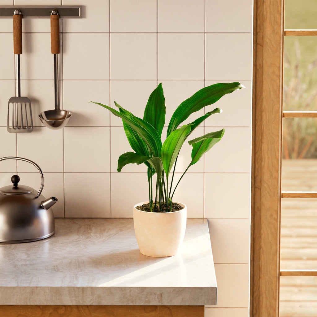 Cast Iron Plant