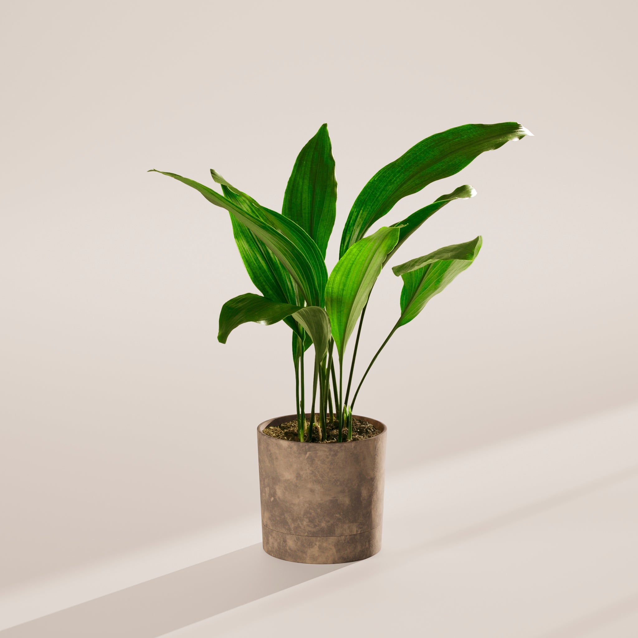 Cast Iron Plant