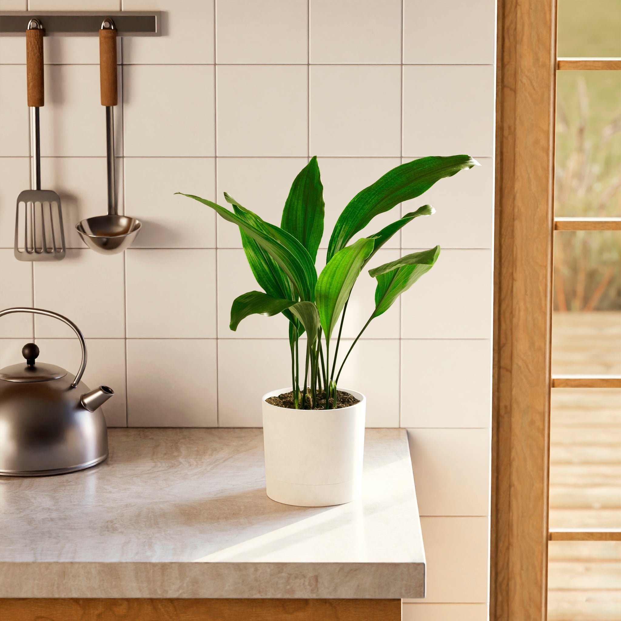Cast Iron Plant