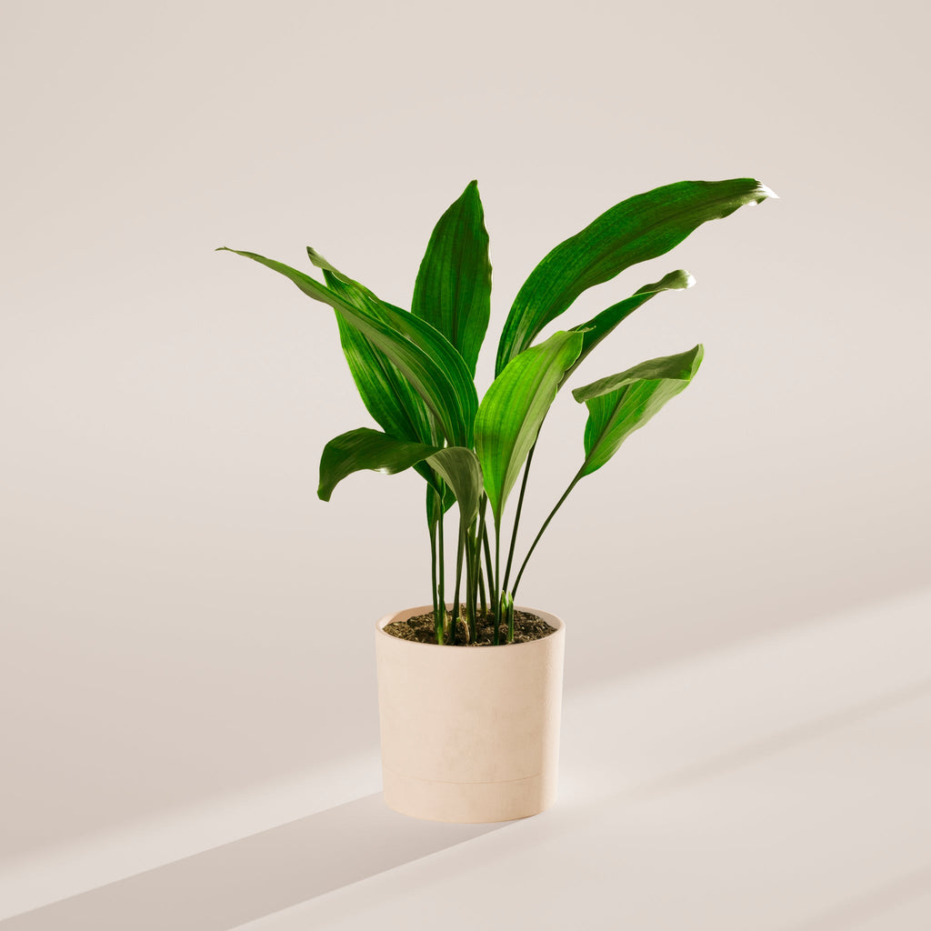 Cast Iron Plant