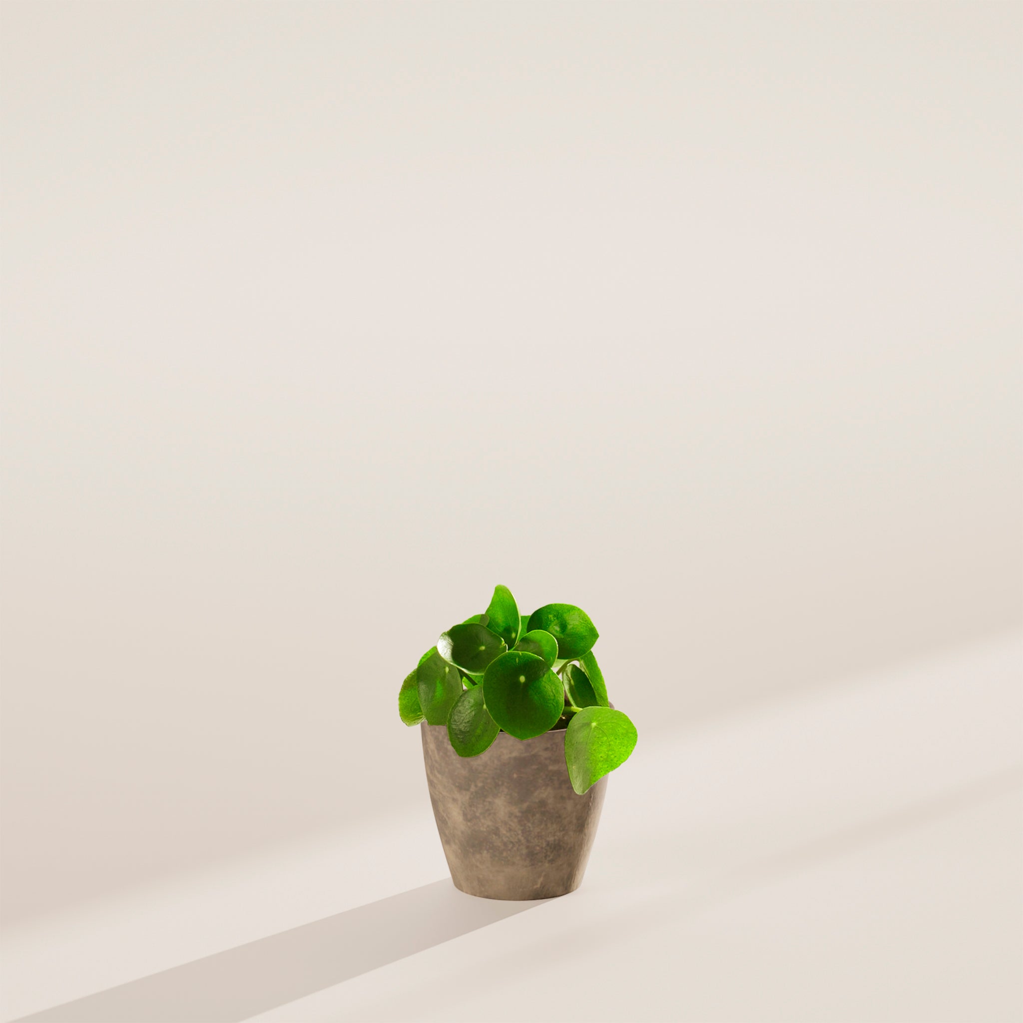Chinese Money Plant (Pilea Peperomioides)
