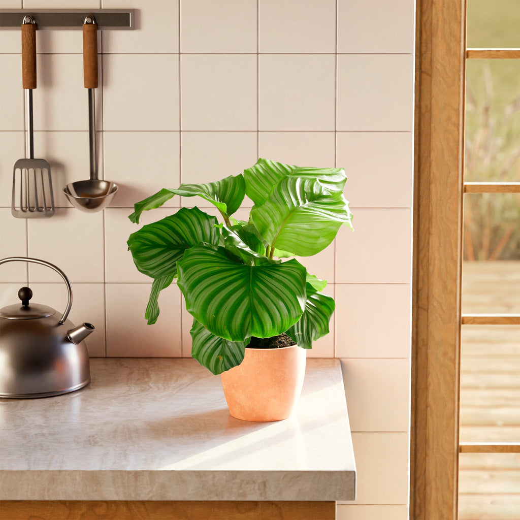 Calathea Orbifolia