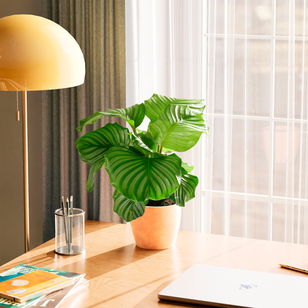 Calathea Orbifolia