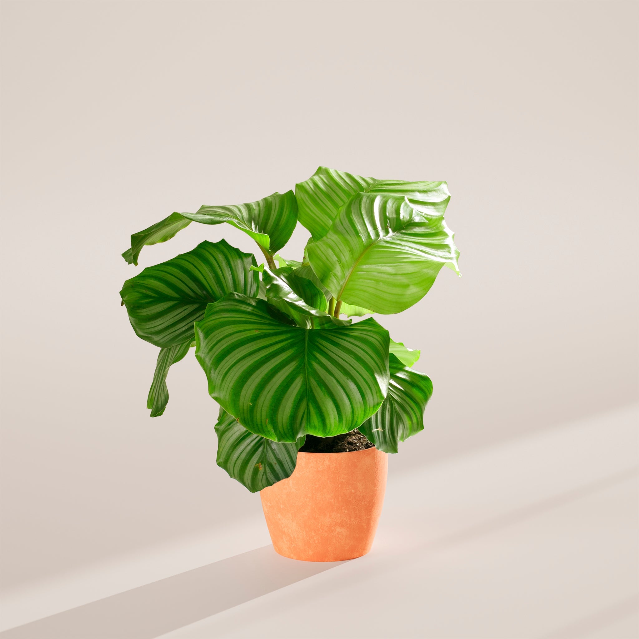 Calathea Orbifolia
