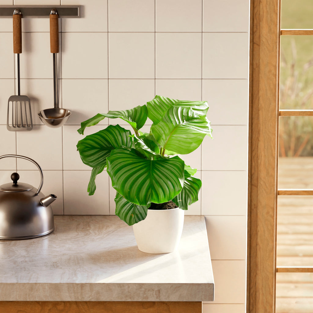 Calathea Orbifolia