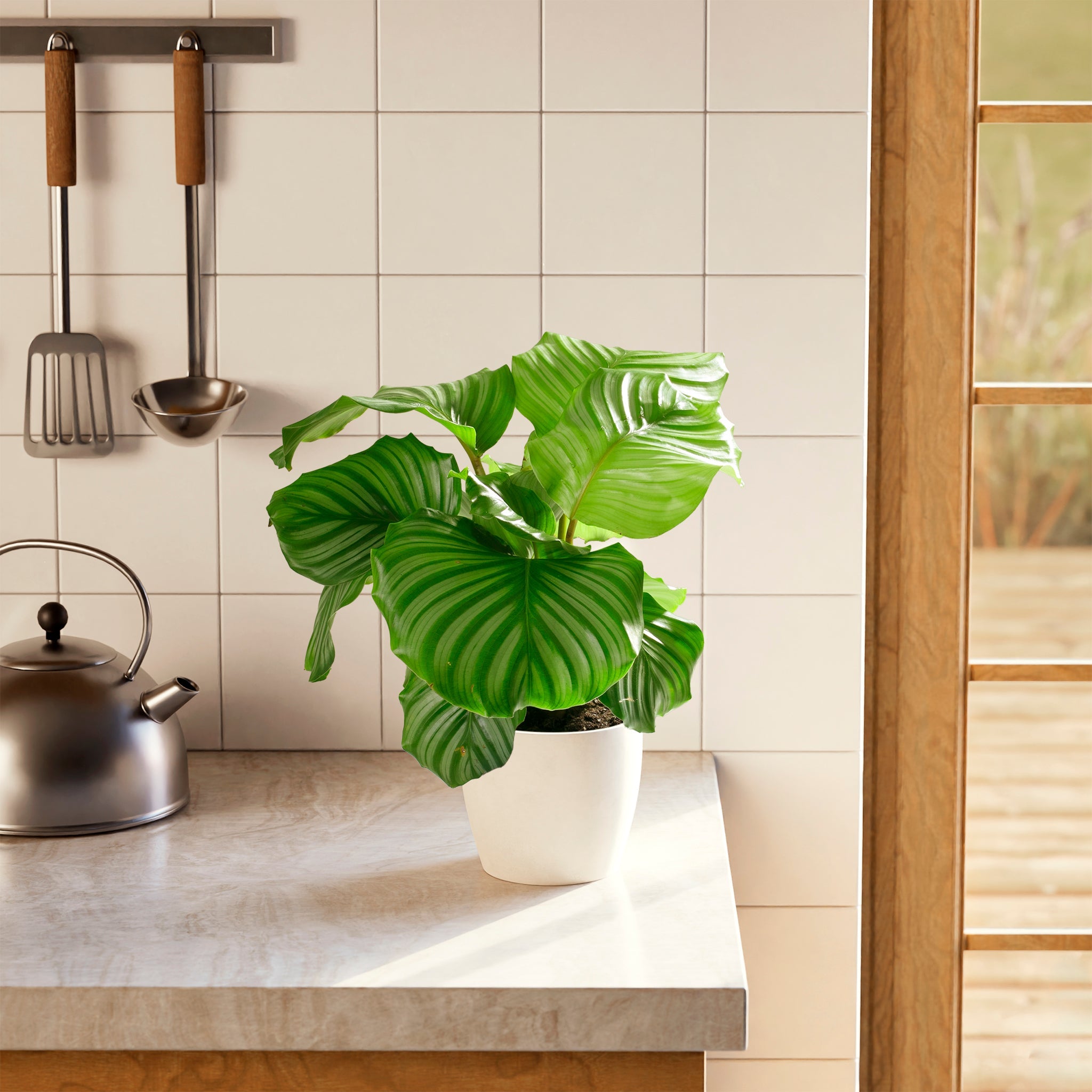 Calathea Orbifolia