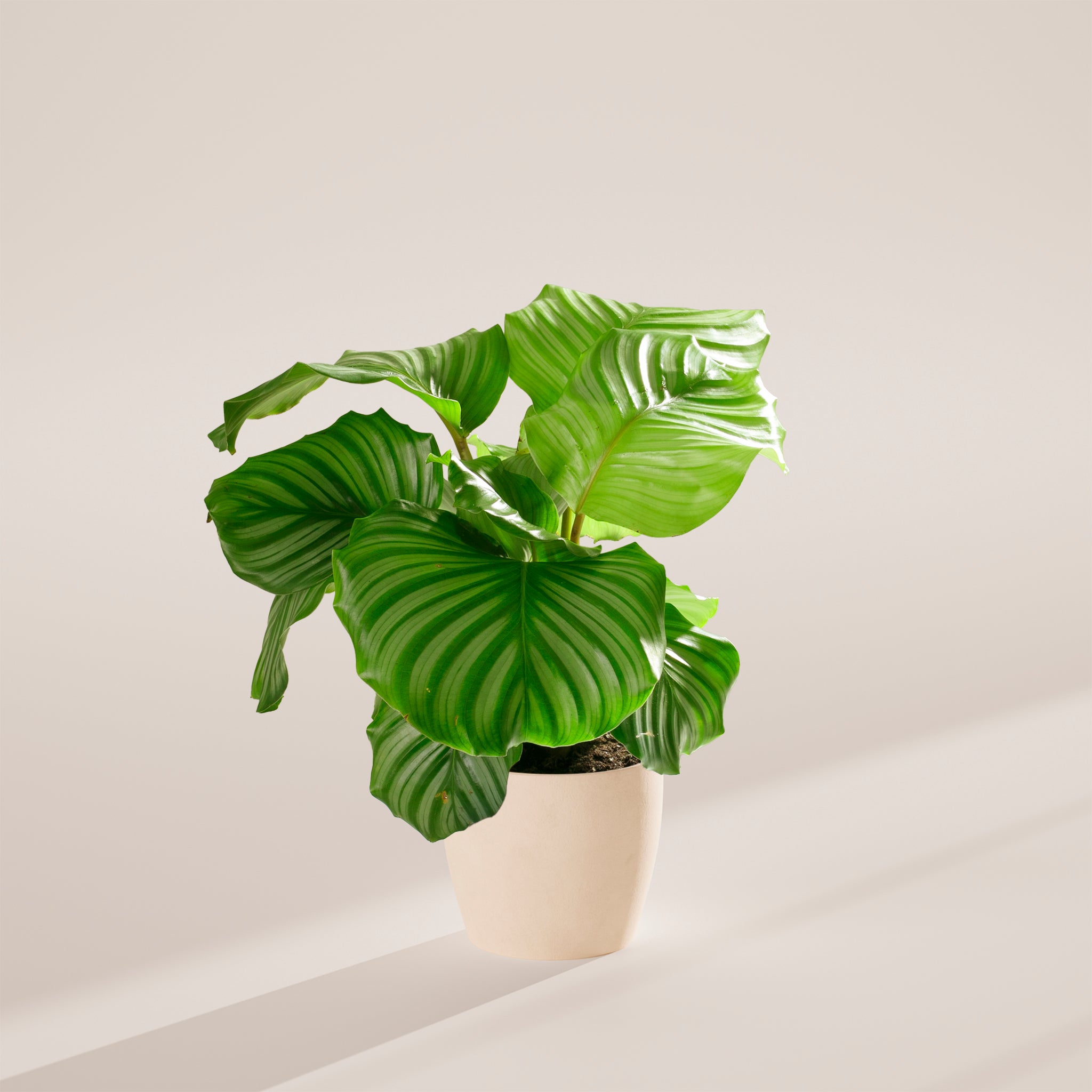 Calathea Orbifolia