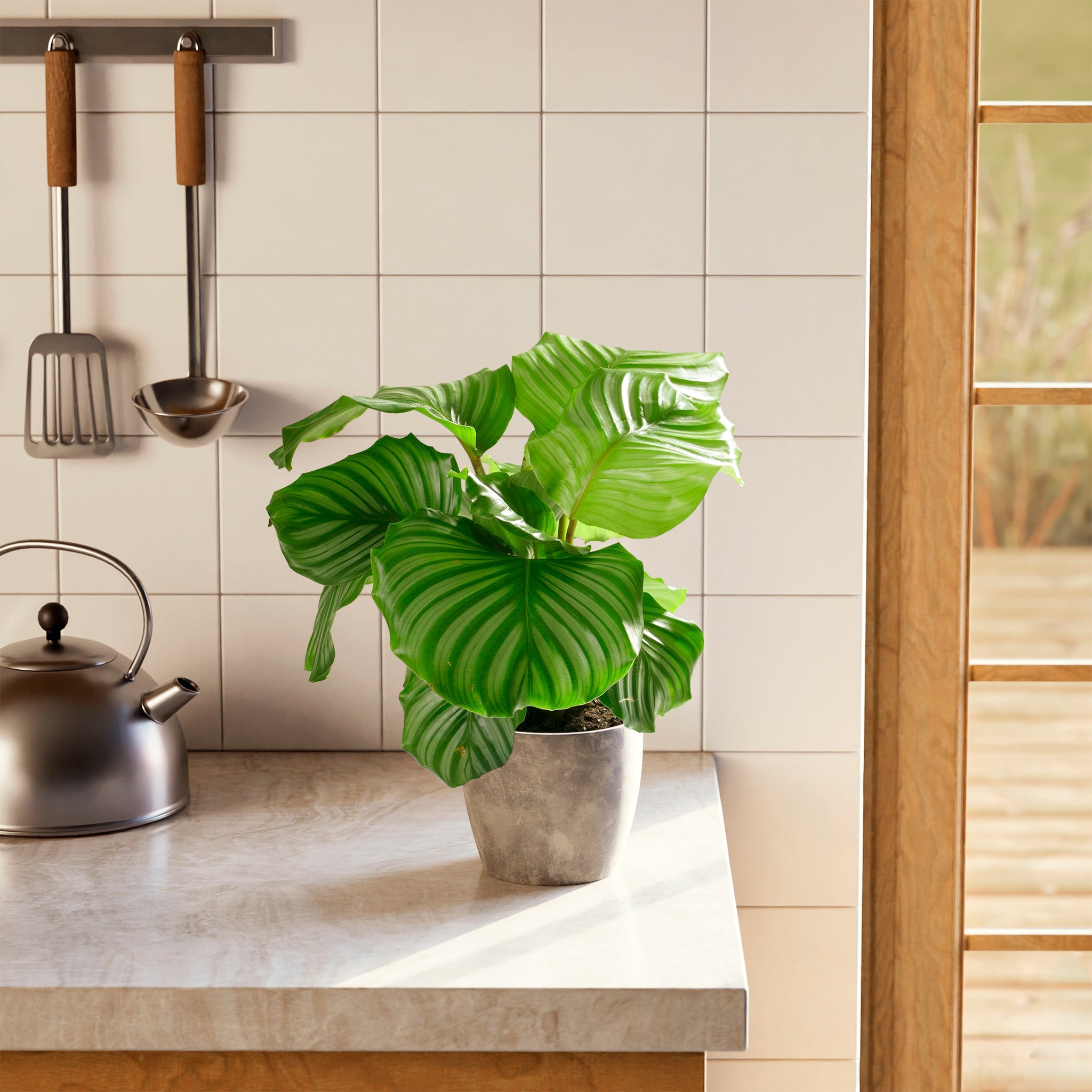 Calathea Orbifolia