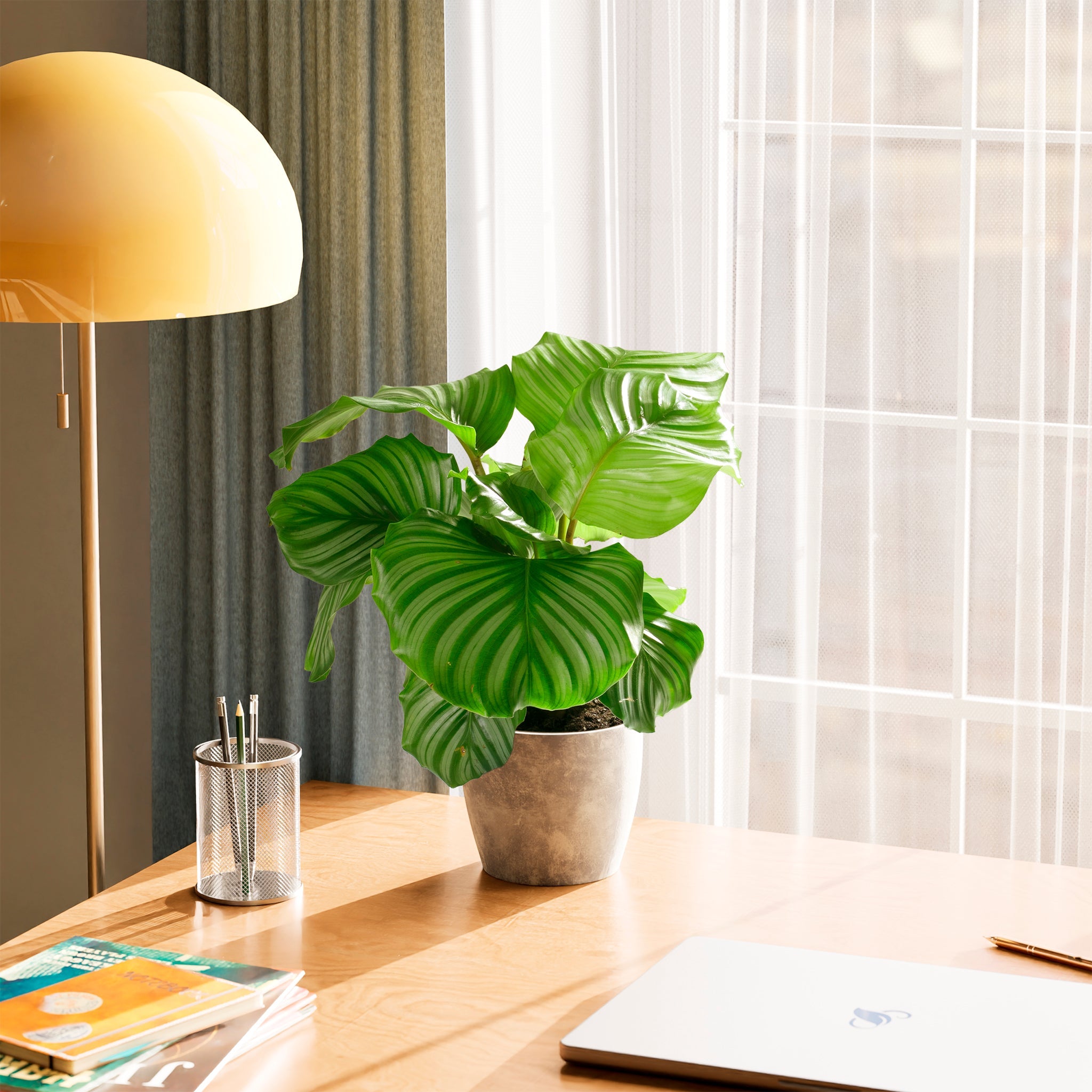 Calathea Orbifolia