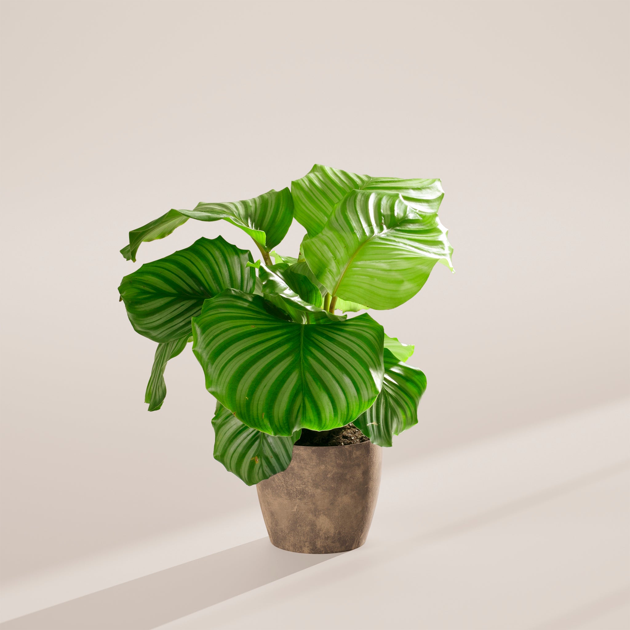 Calathea Orbifolia