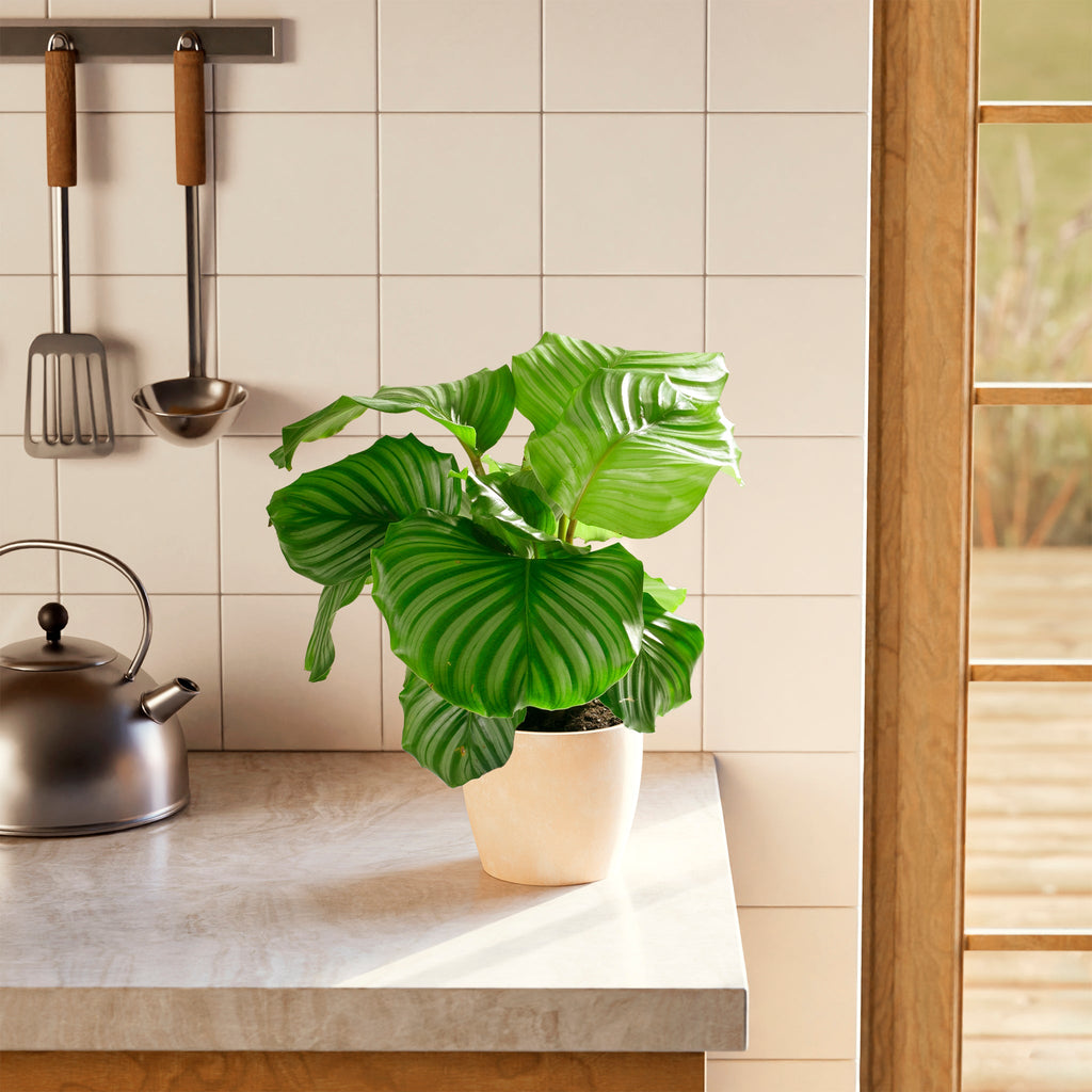 Calathea Orbifolia