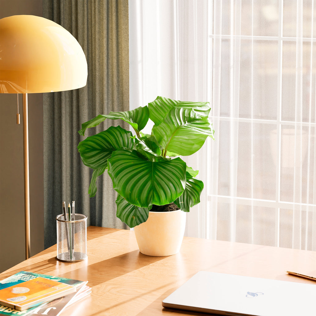 Calathea Orbifolia