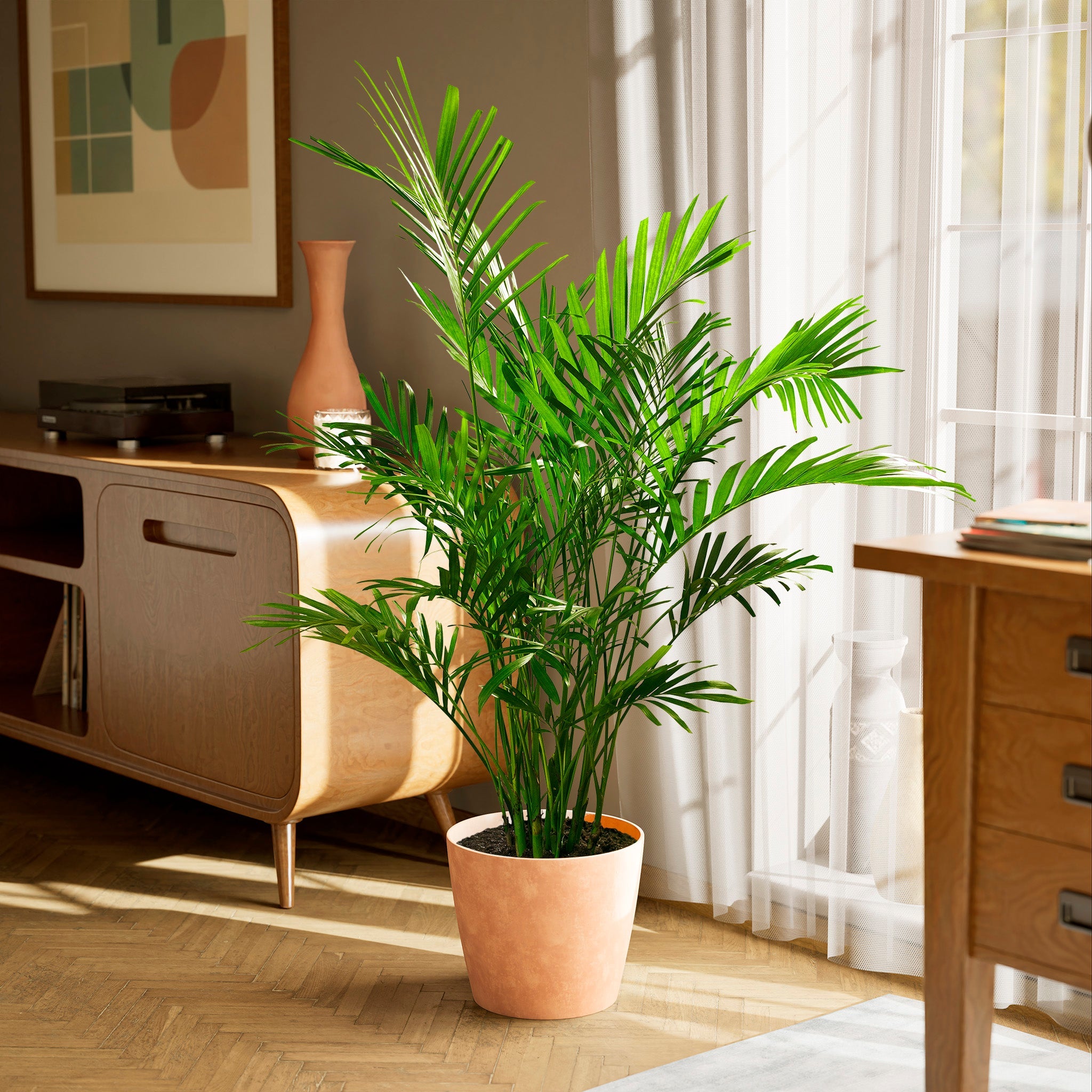 Cat Palm