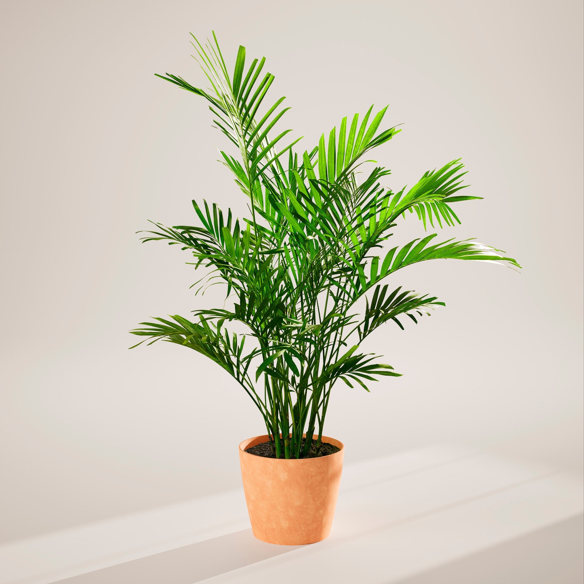 Cat Palm