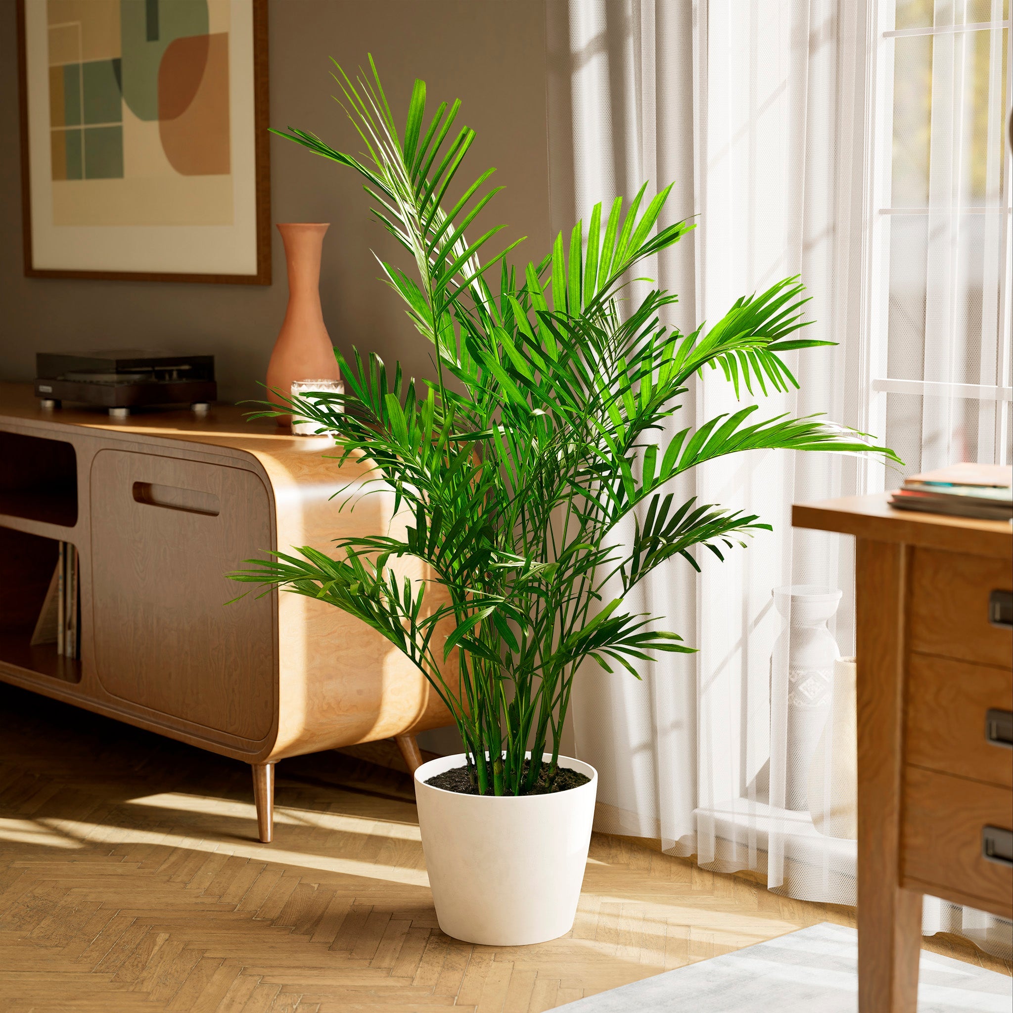 Cat Palm