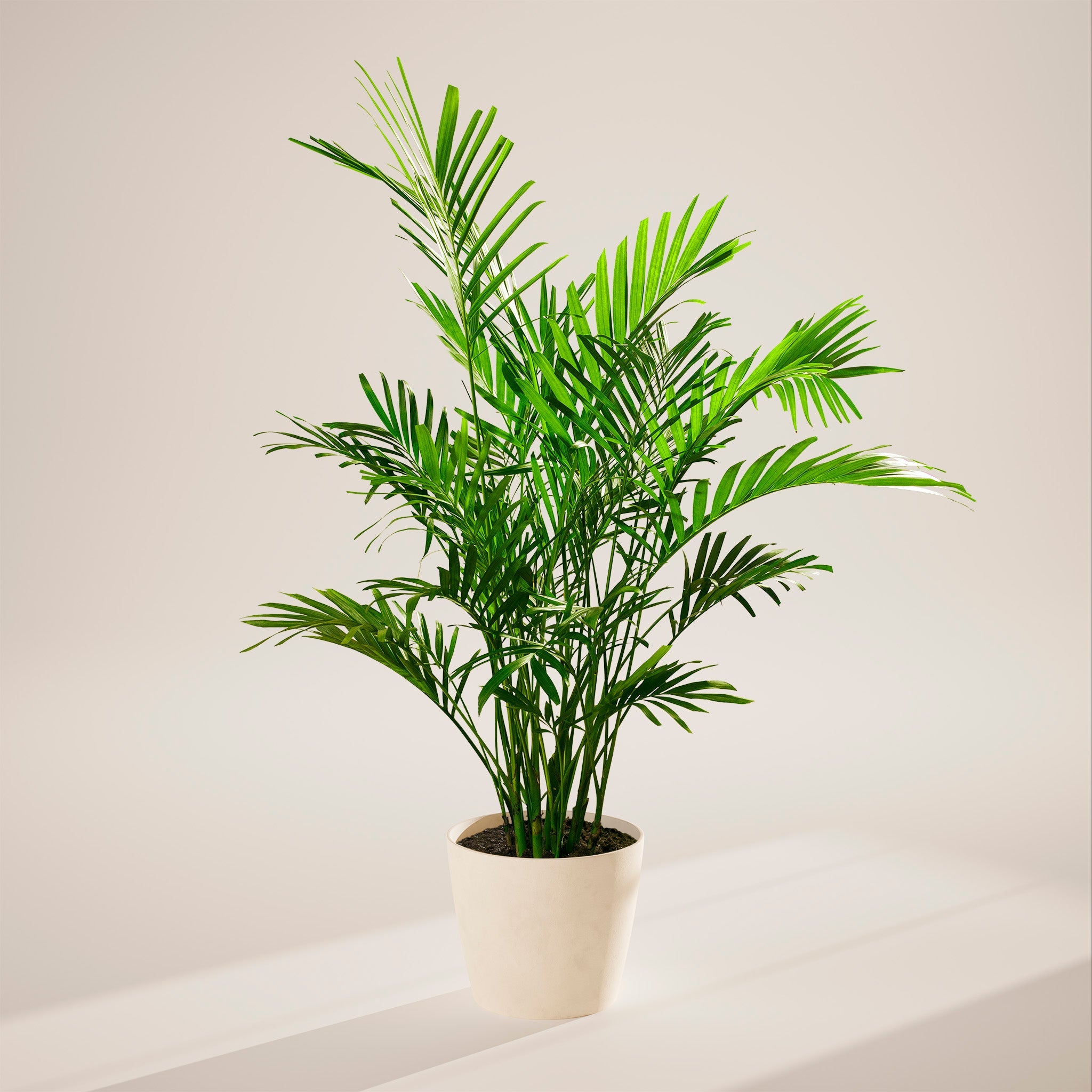 Cat Palm