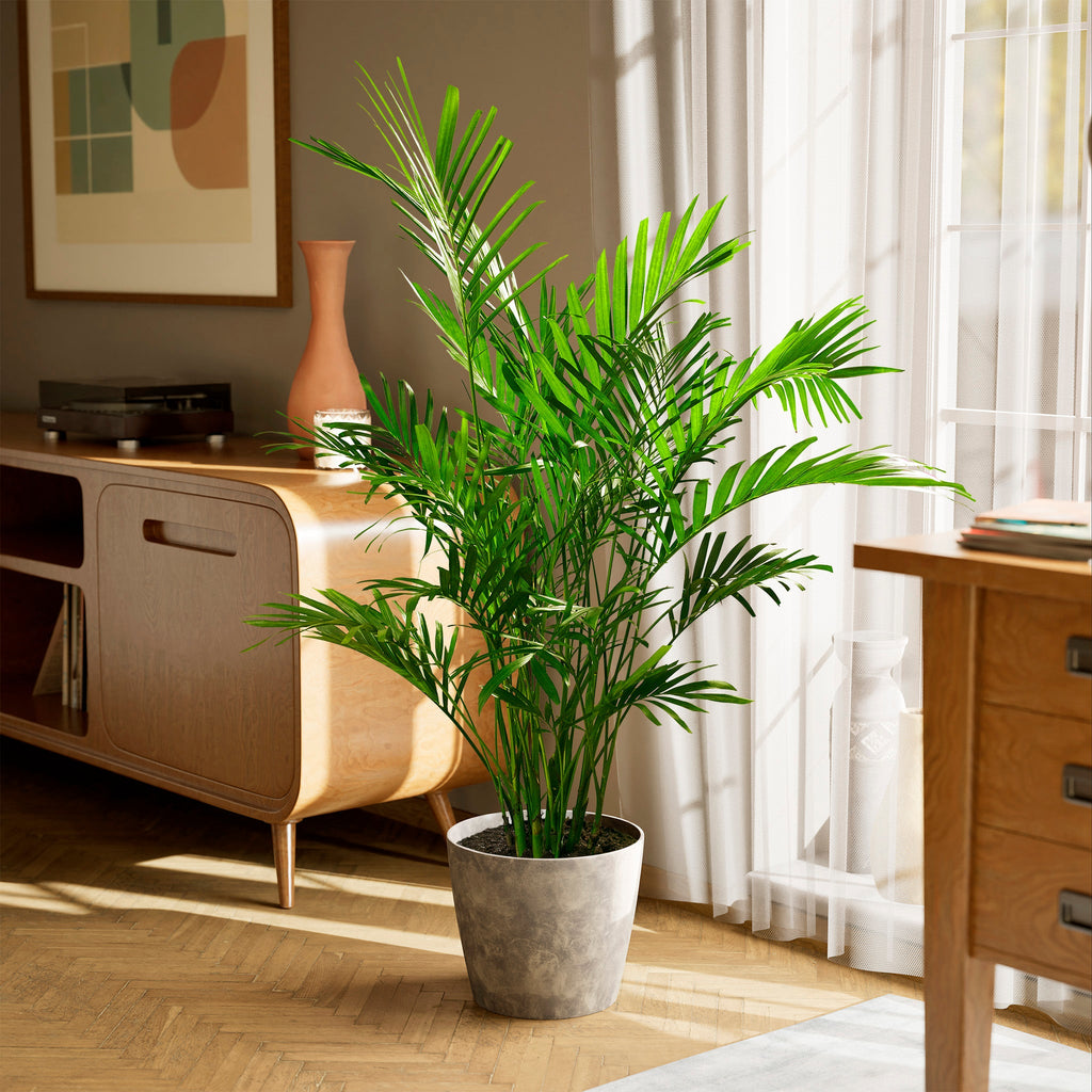 Cat Palm
