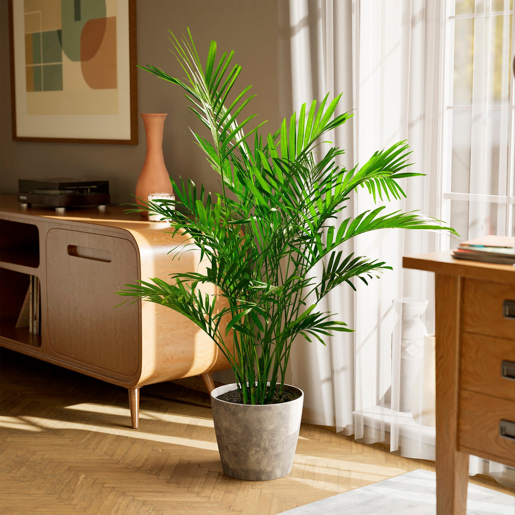 Cat Palm