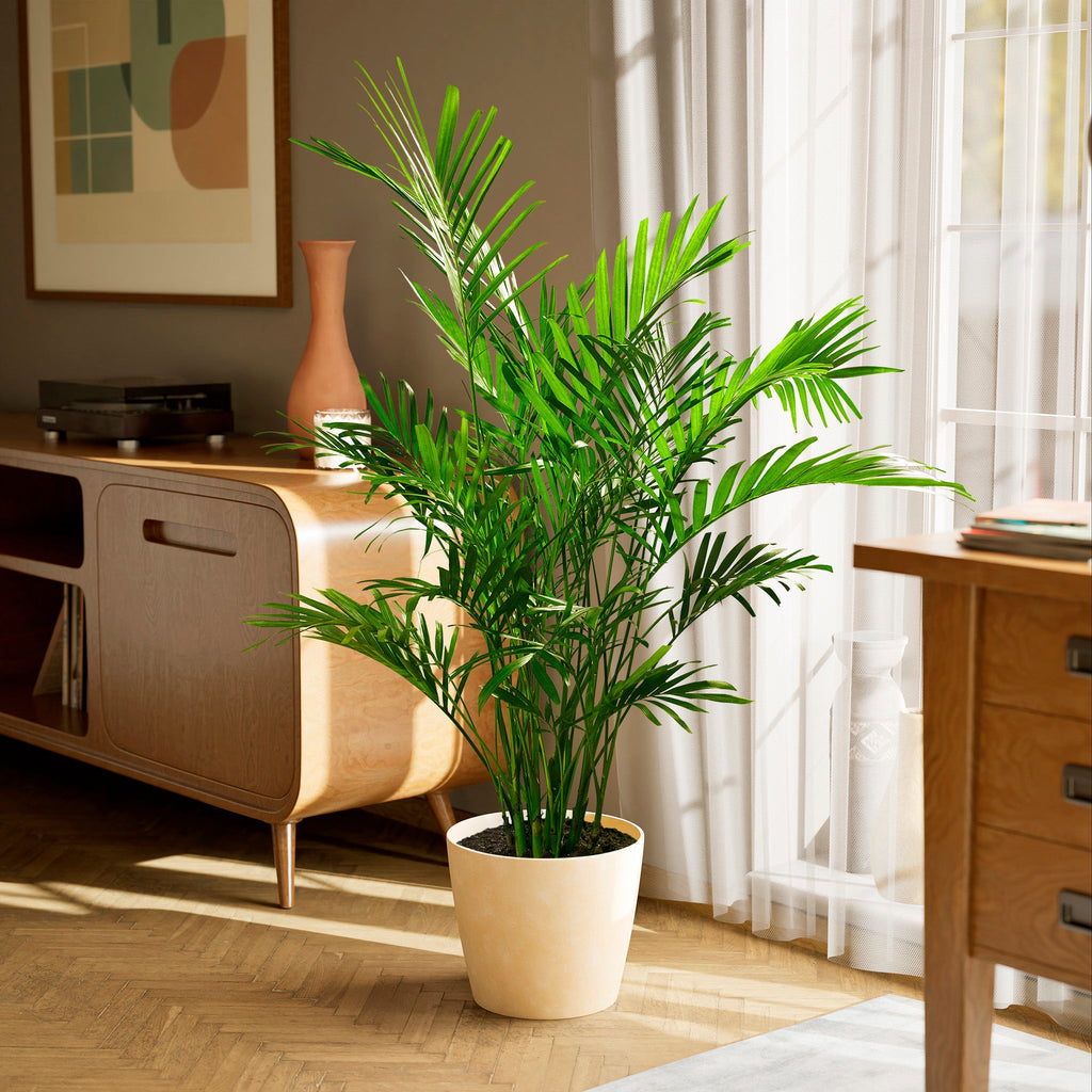Cat Palm