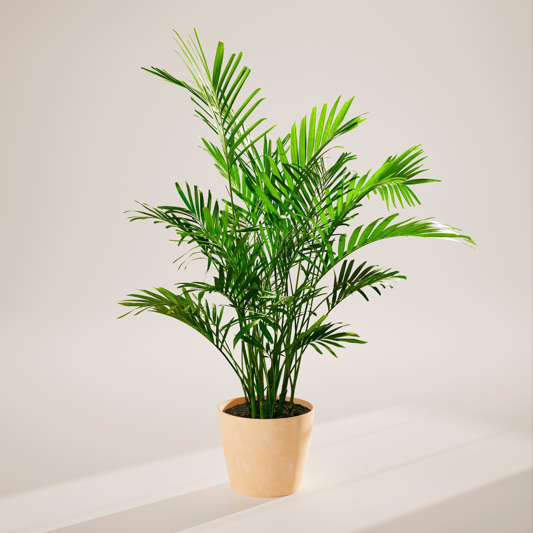 Cat Palm