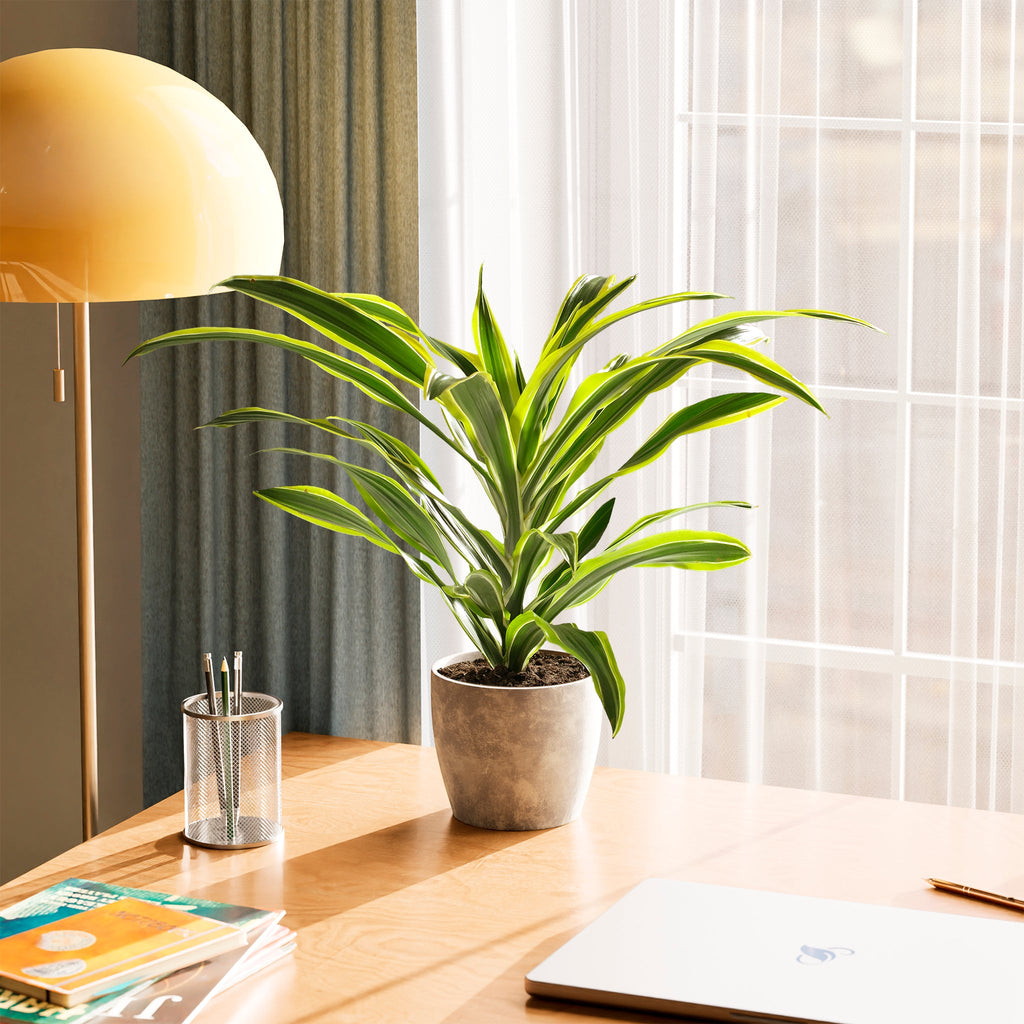 Dracaena Lemon Lime