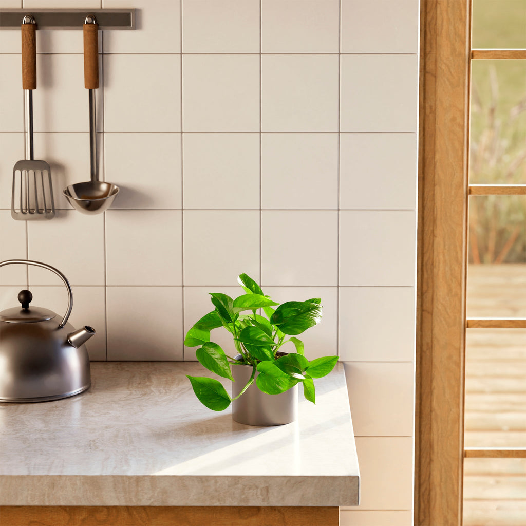 Golden Pothos Plant