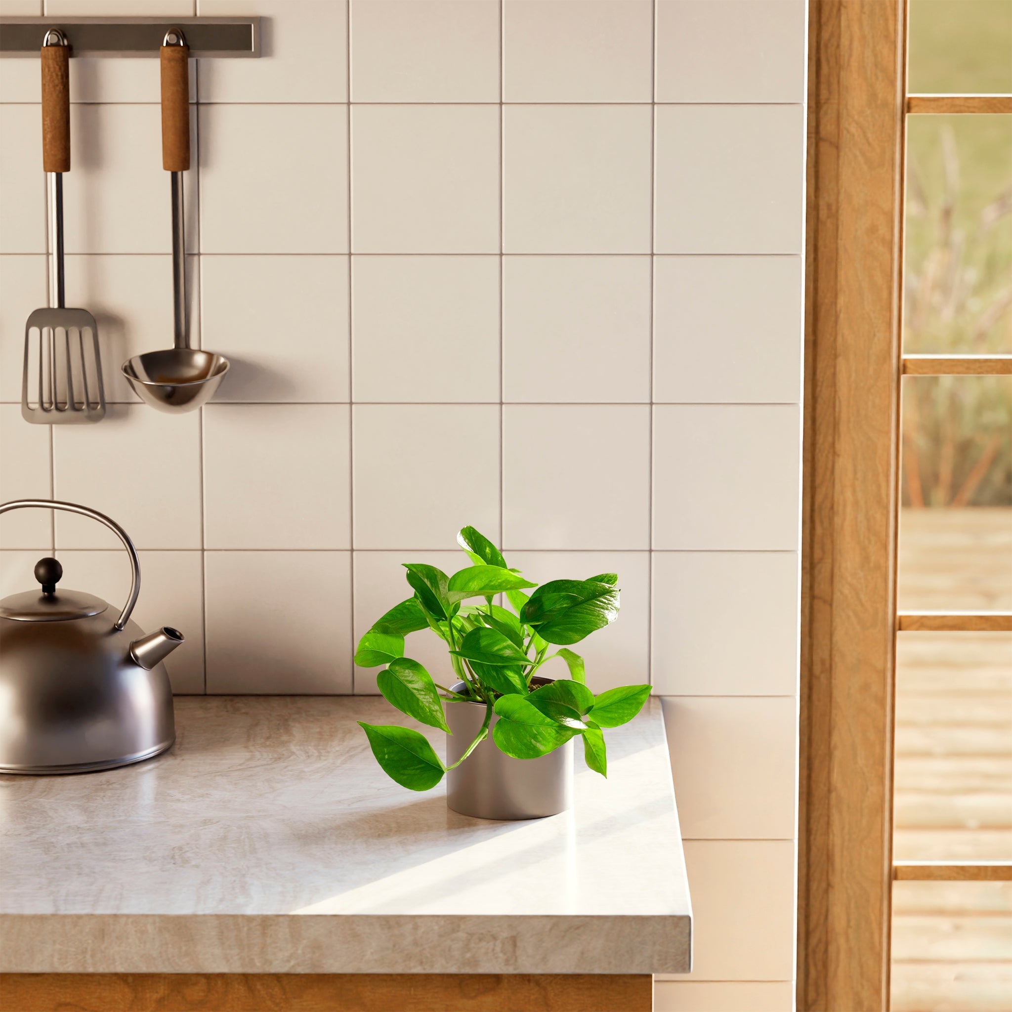 Golden Pothos Plant