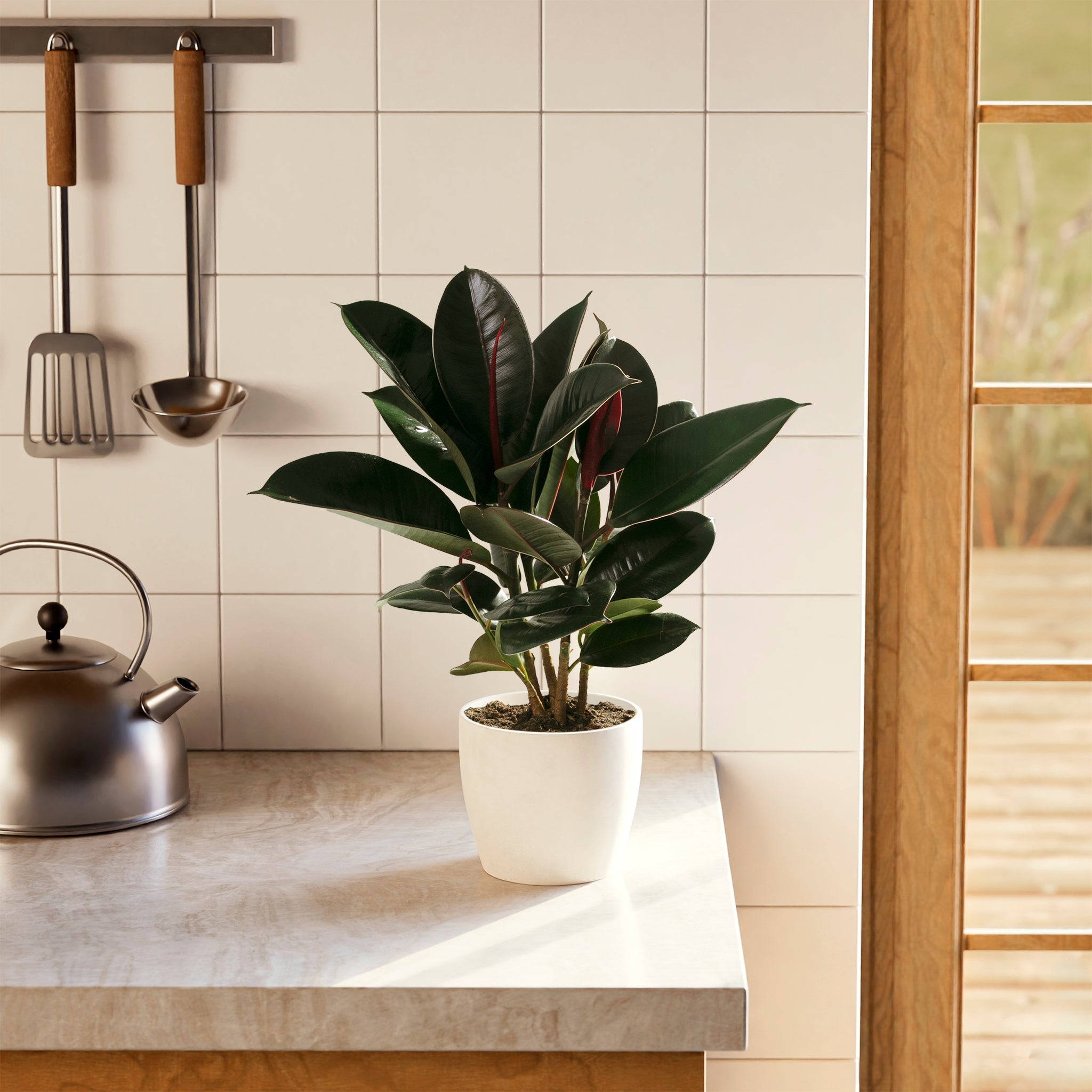 Ficus Elastica - Burgundy Rubber Tree