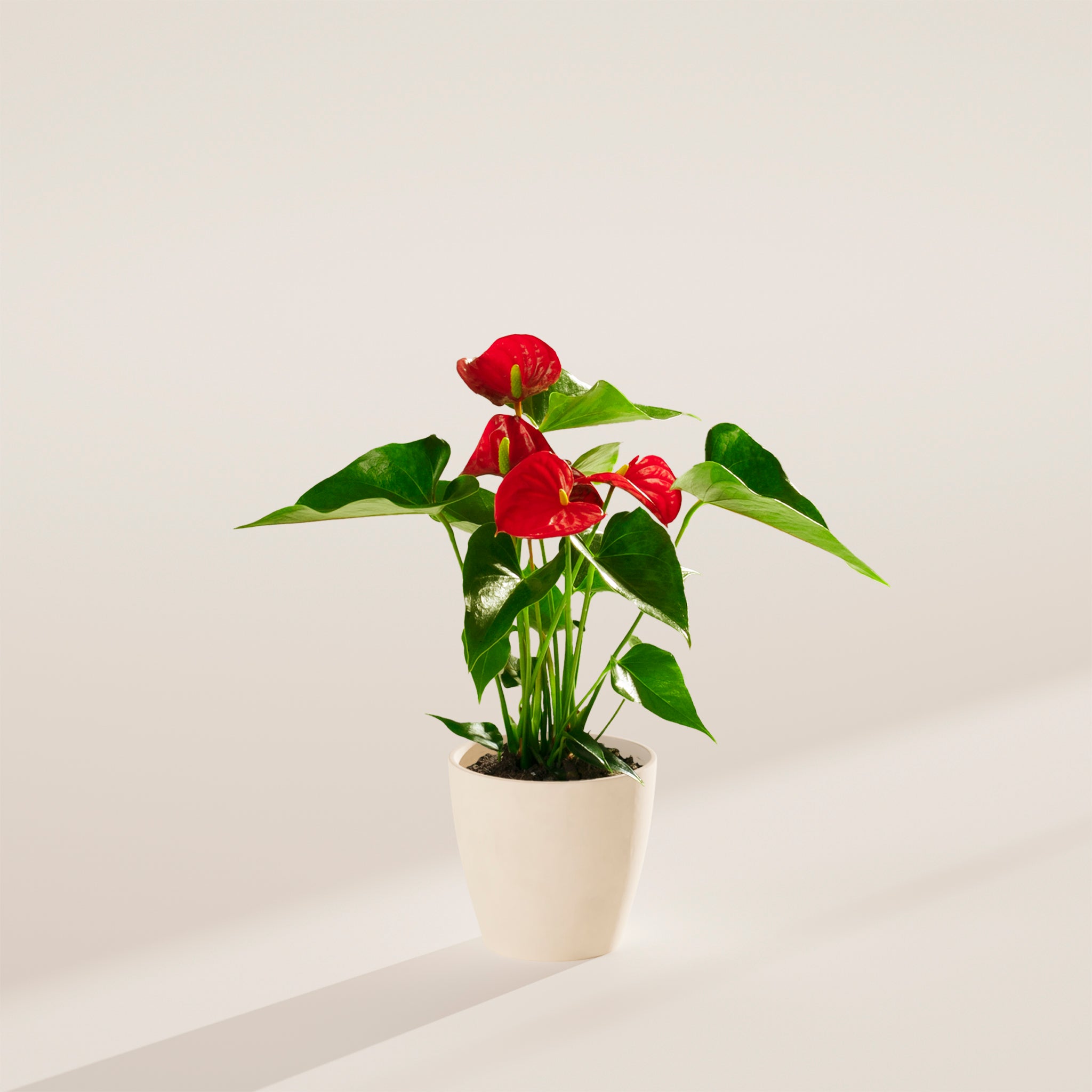 Flamingo Flower