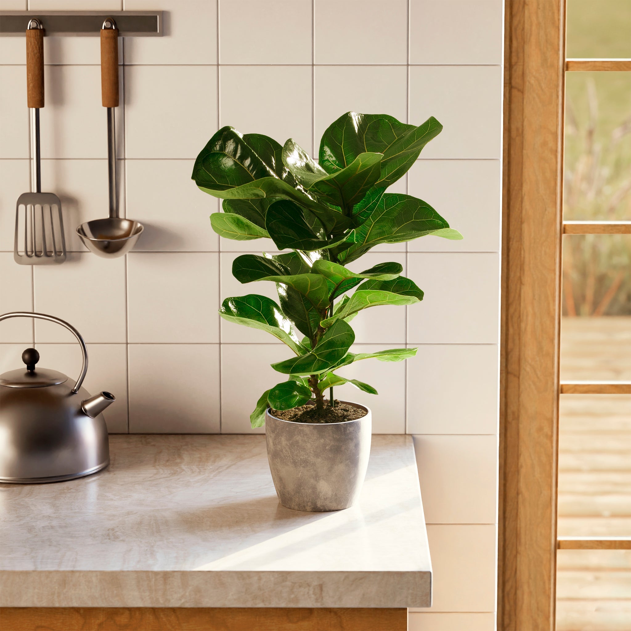 Fiddle Leaf Fig Tree (Ficus Lyrata)