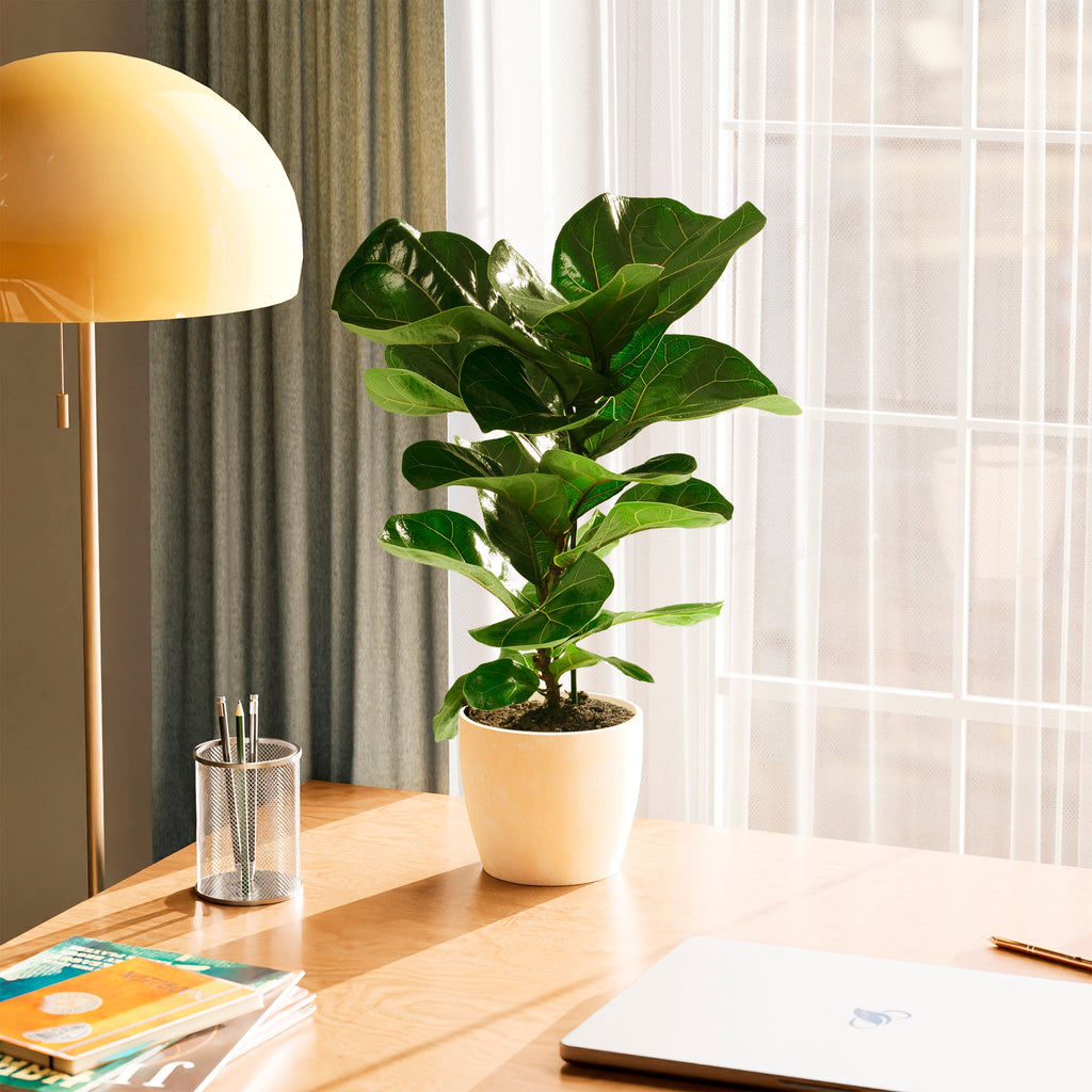 Fiddle Leaf Fig Tree (Ficus Lyrata)