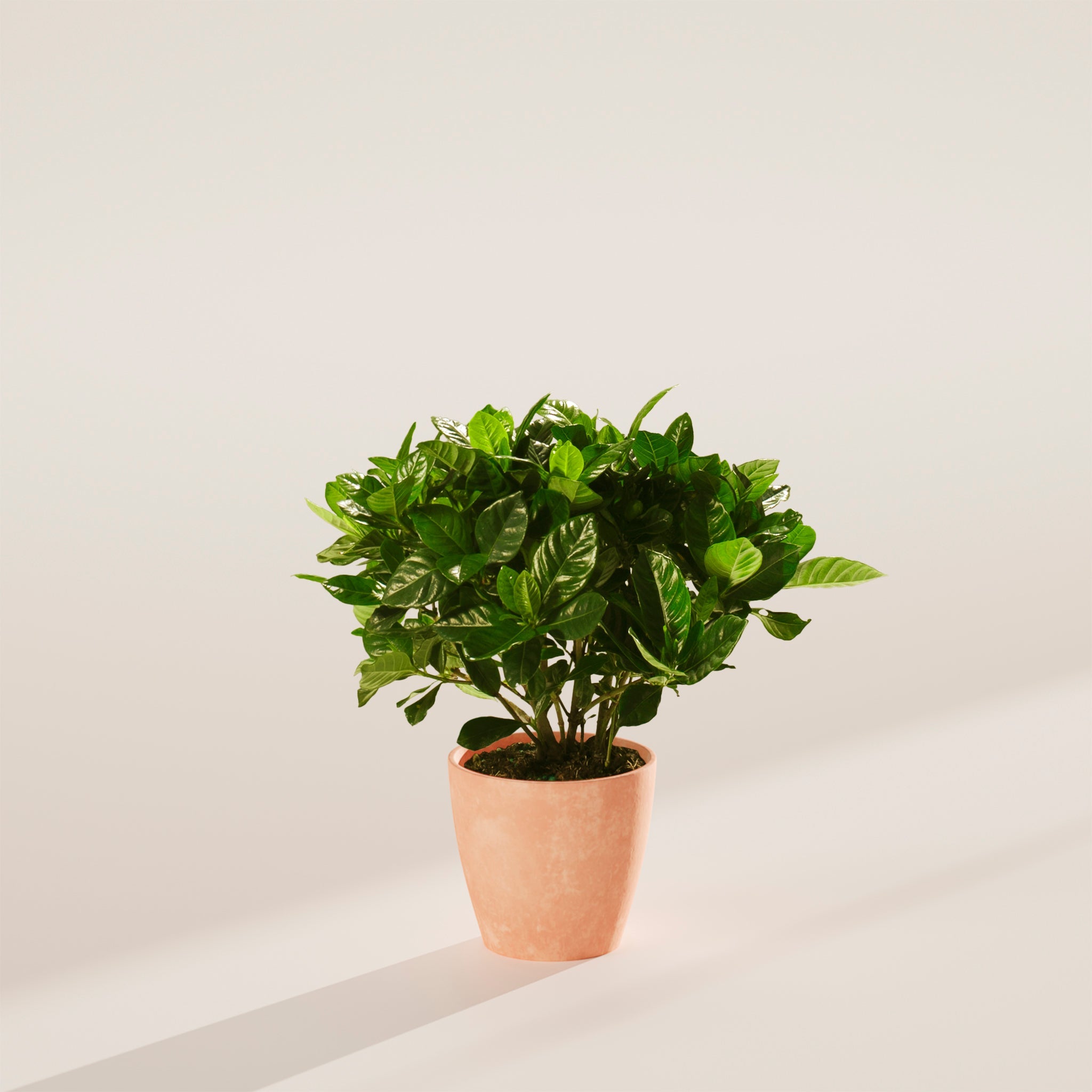 Blooming Gardenia