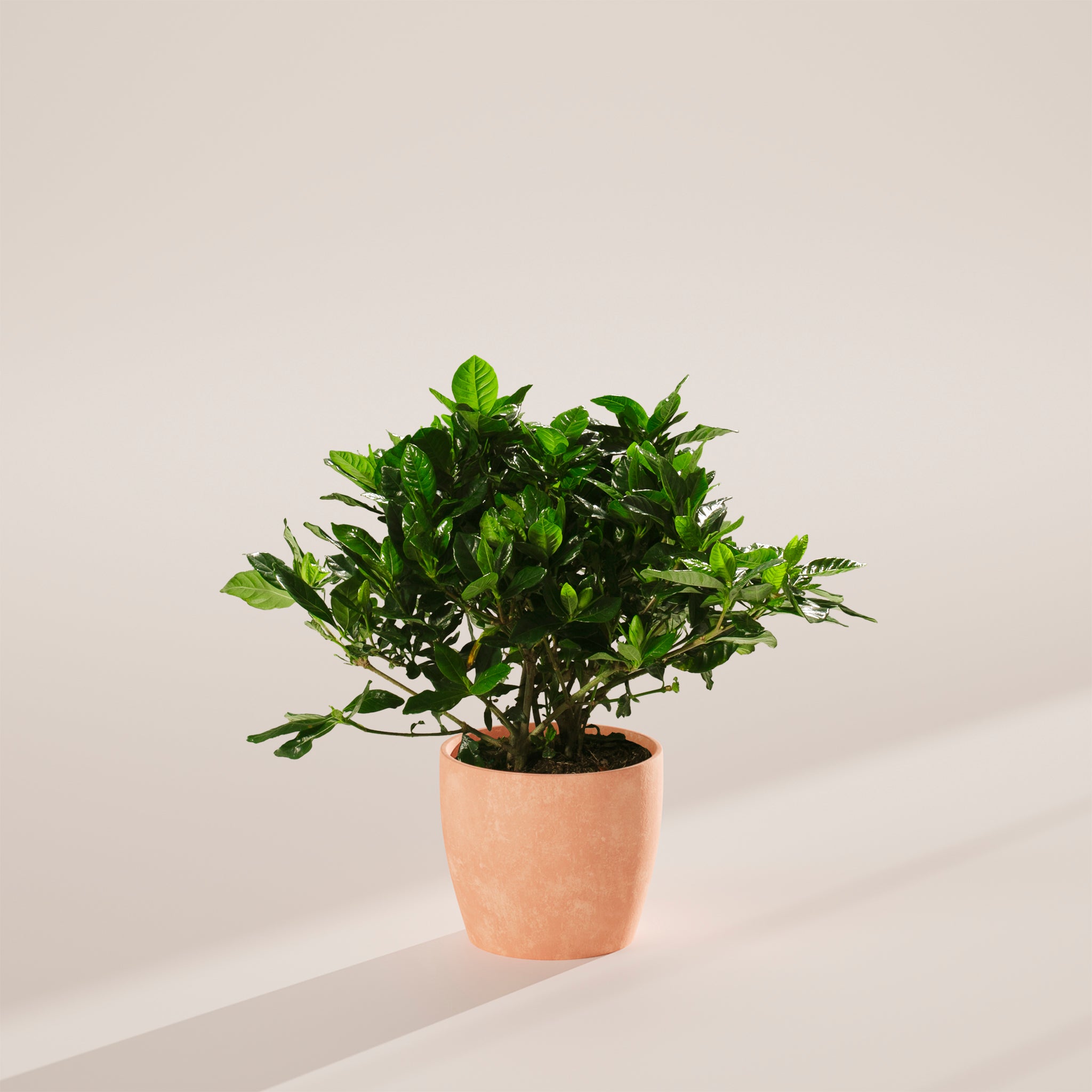 Blooming Gardenia
