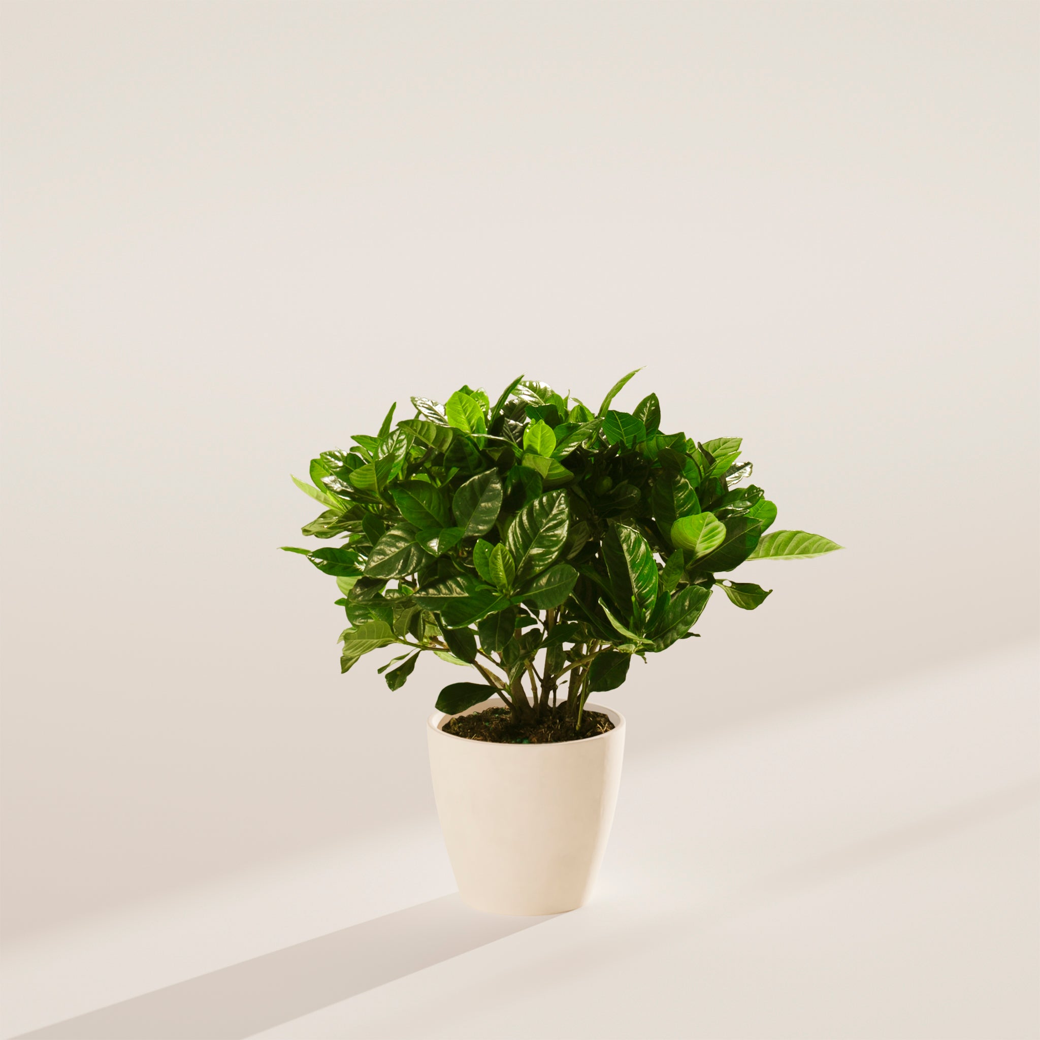 Blooming Gardenia