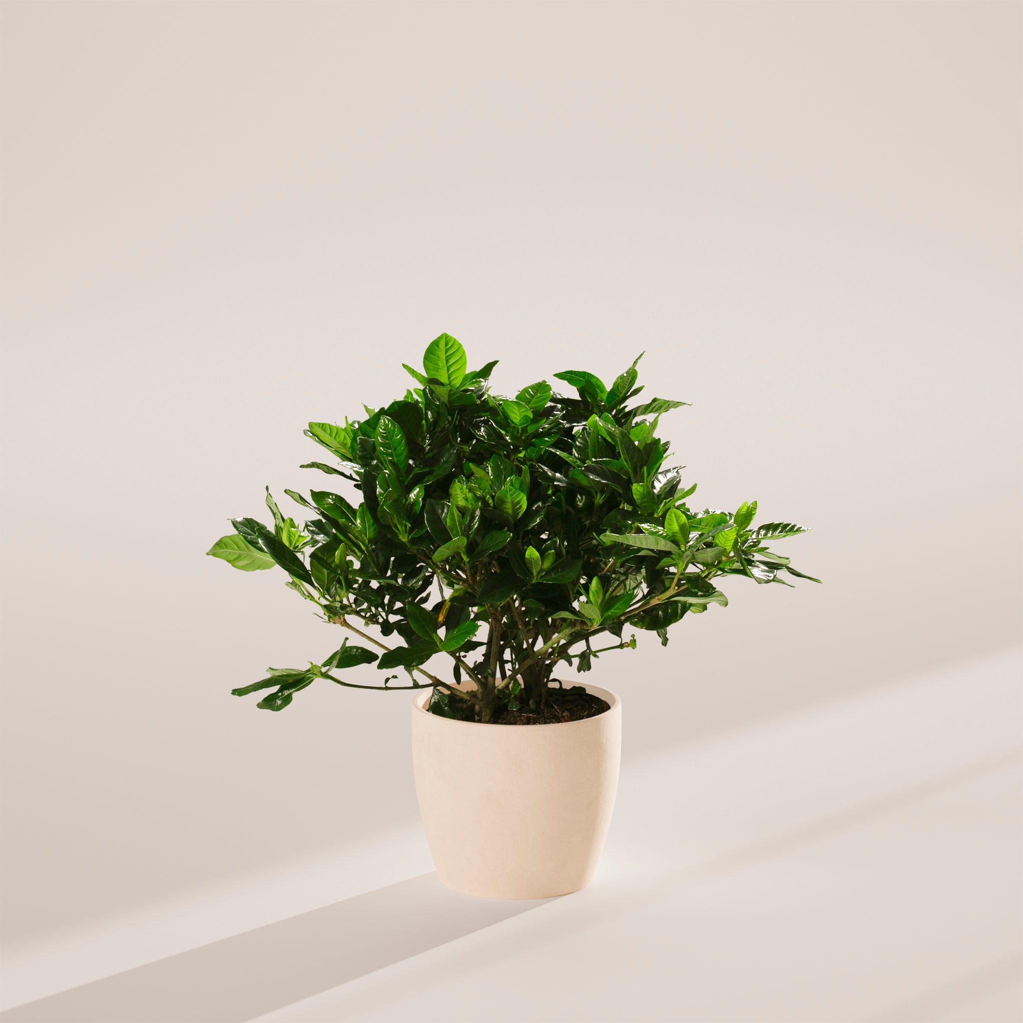 Blooming Gardenia