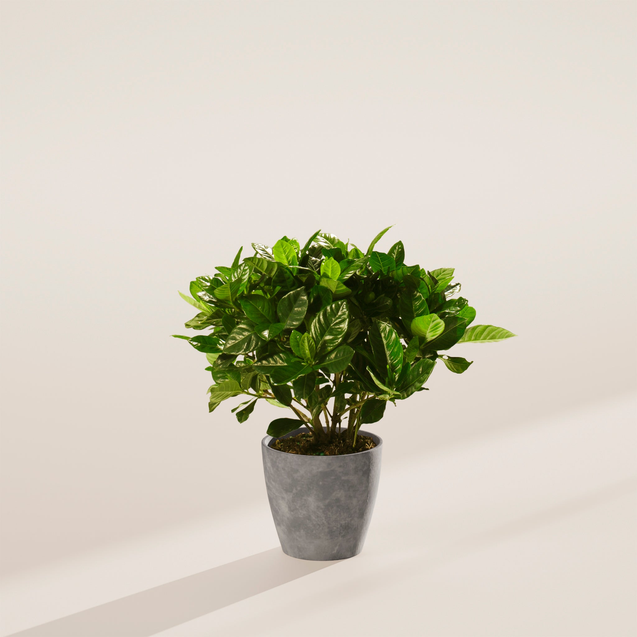 Blooming Gardenia