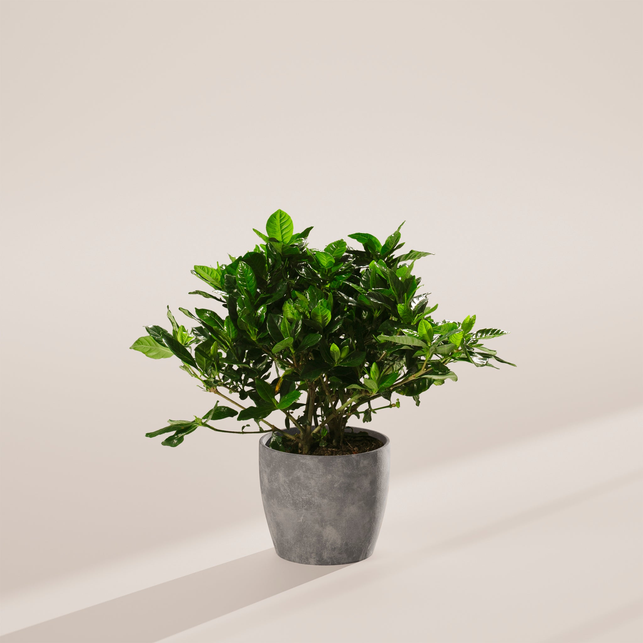 Blooming Gardenia