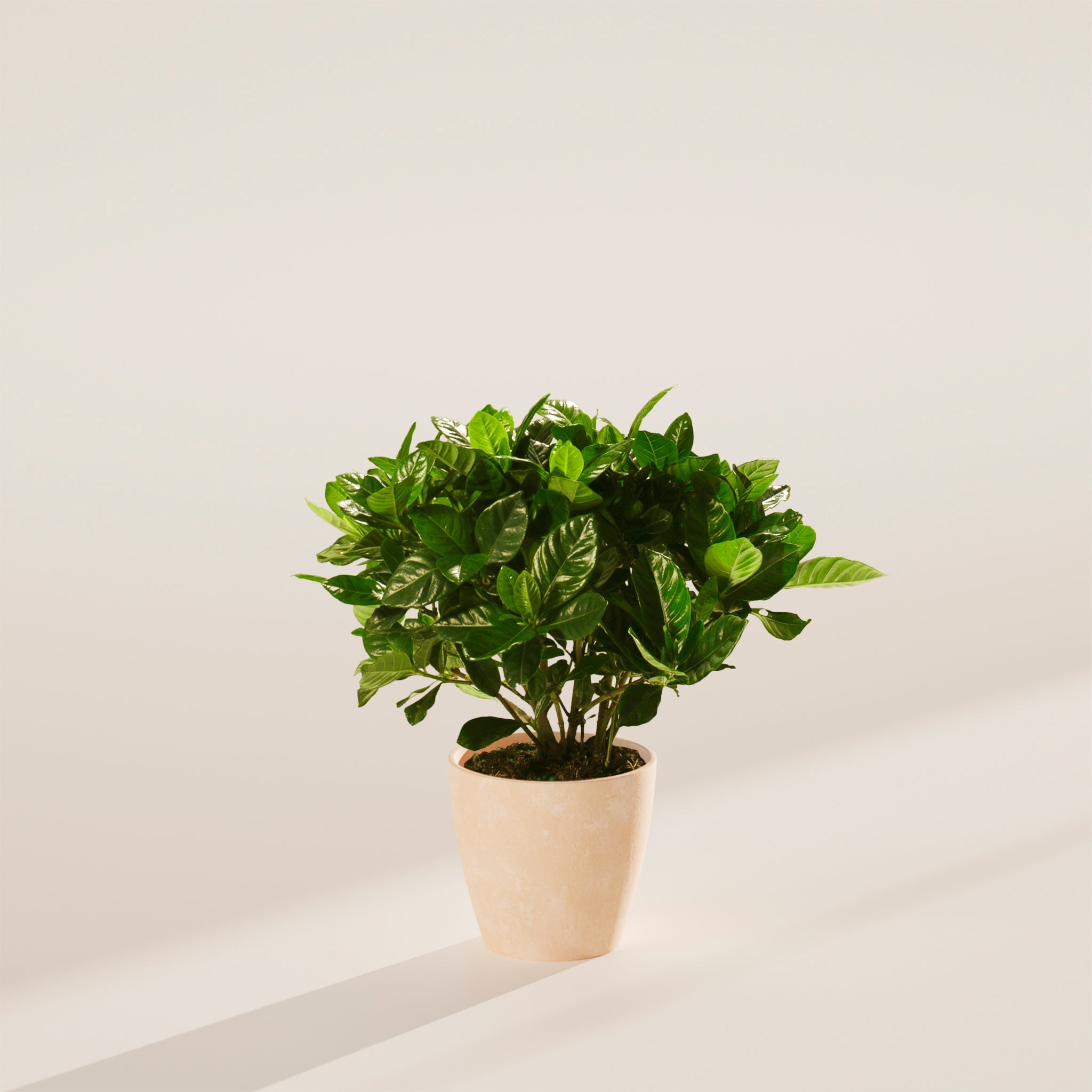 Blooming Gardenia