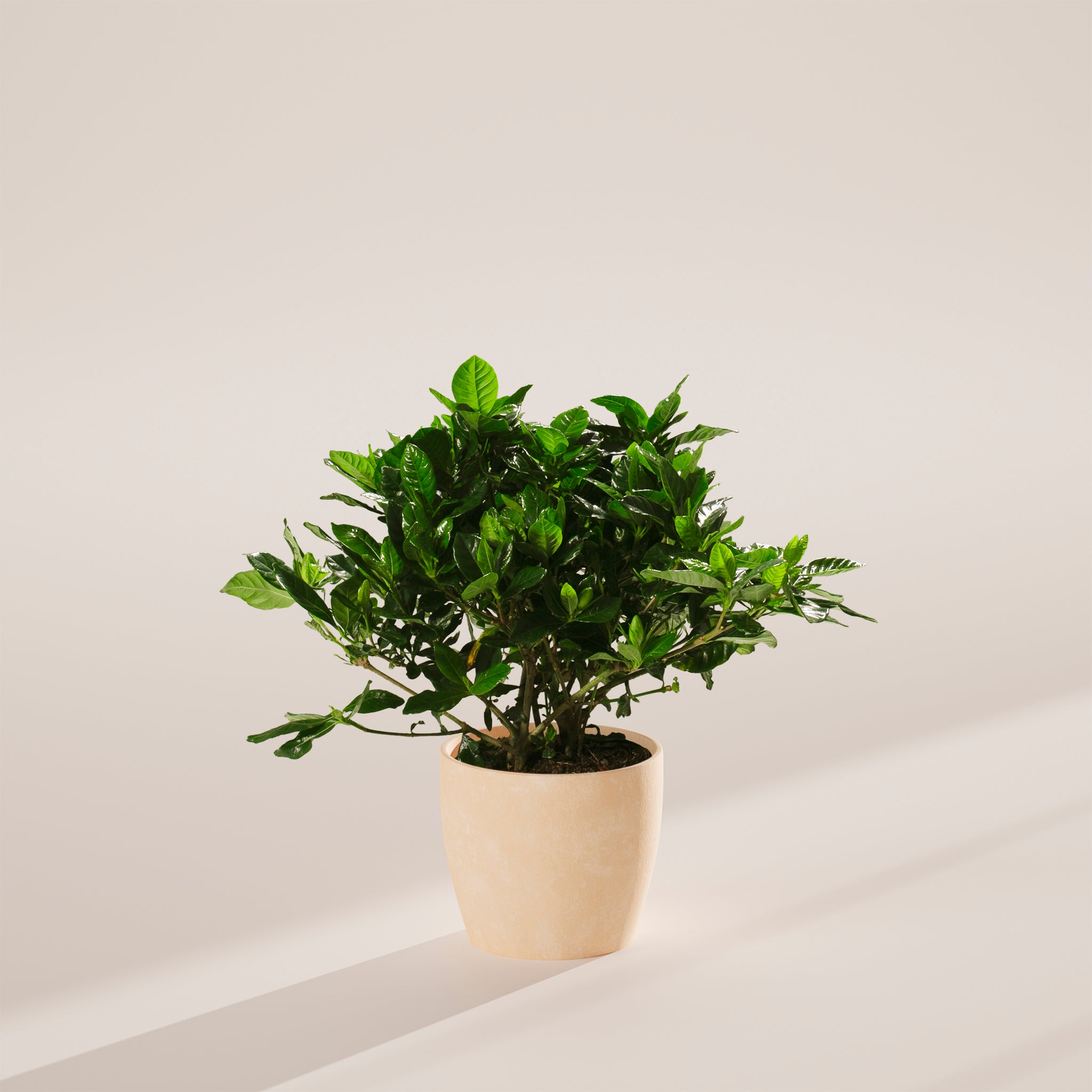 Blooming Gardenia