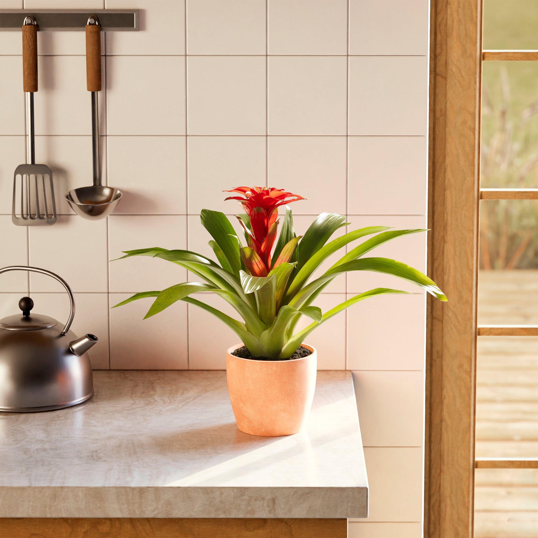 Bromeliad Guzmania