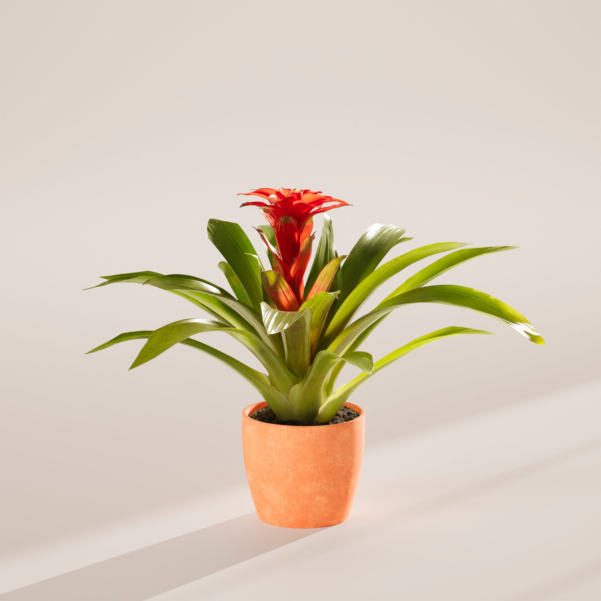 Bromeliad Guzmania