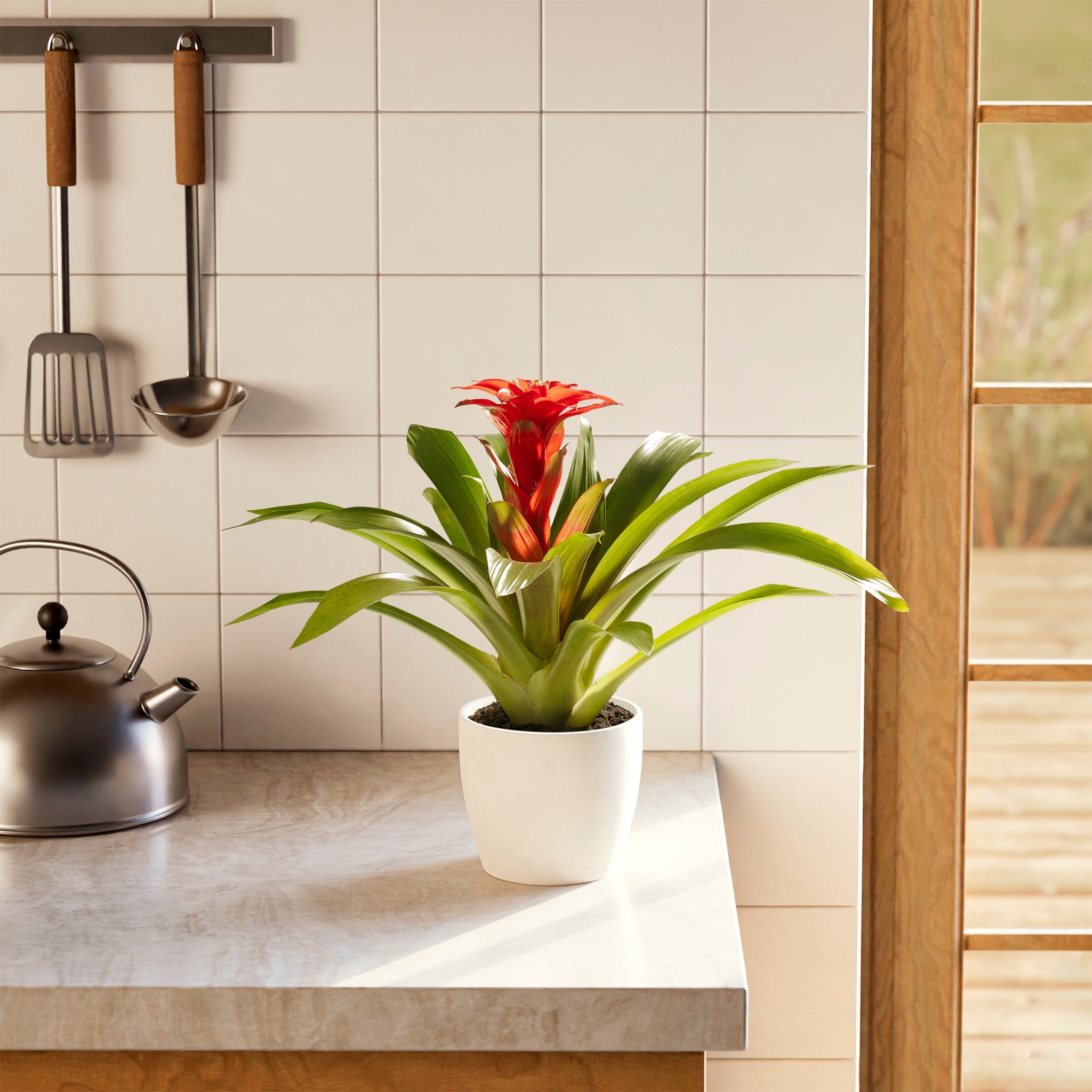 Bromeliad Guzmania