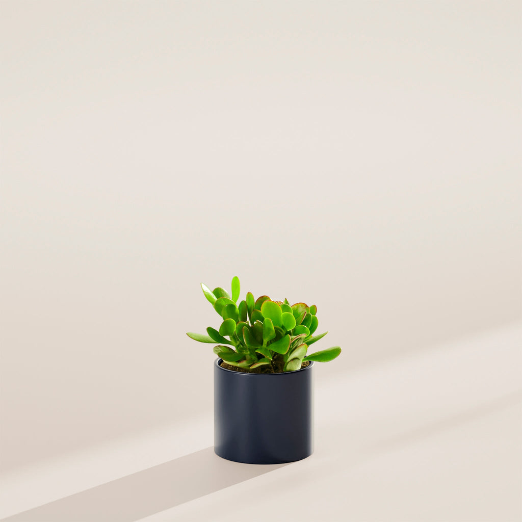 Jade Plant