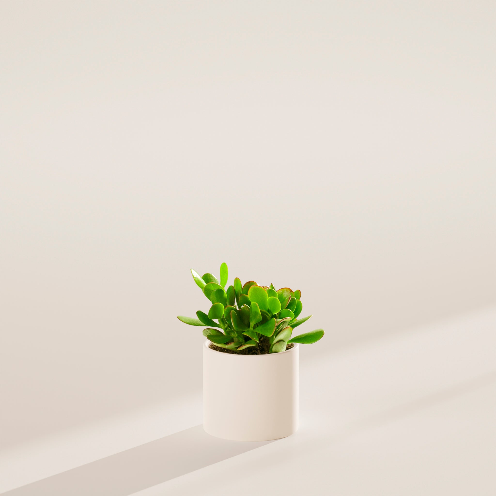 Jade Plant
