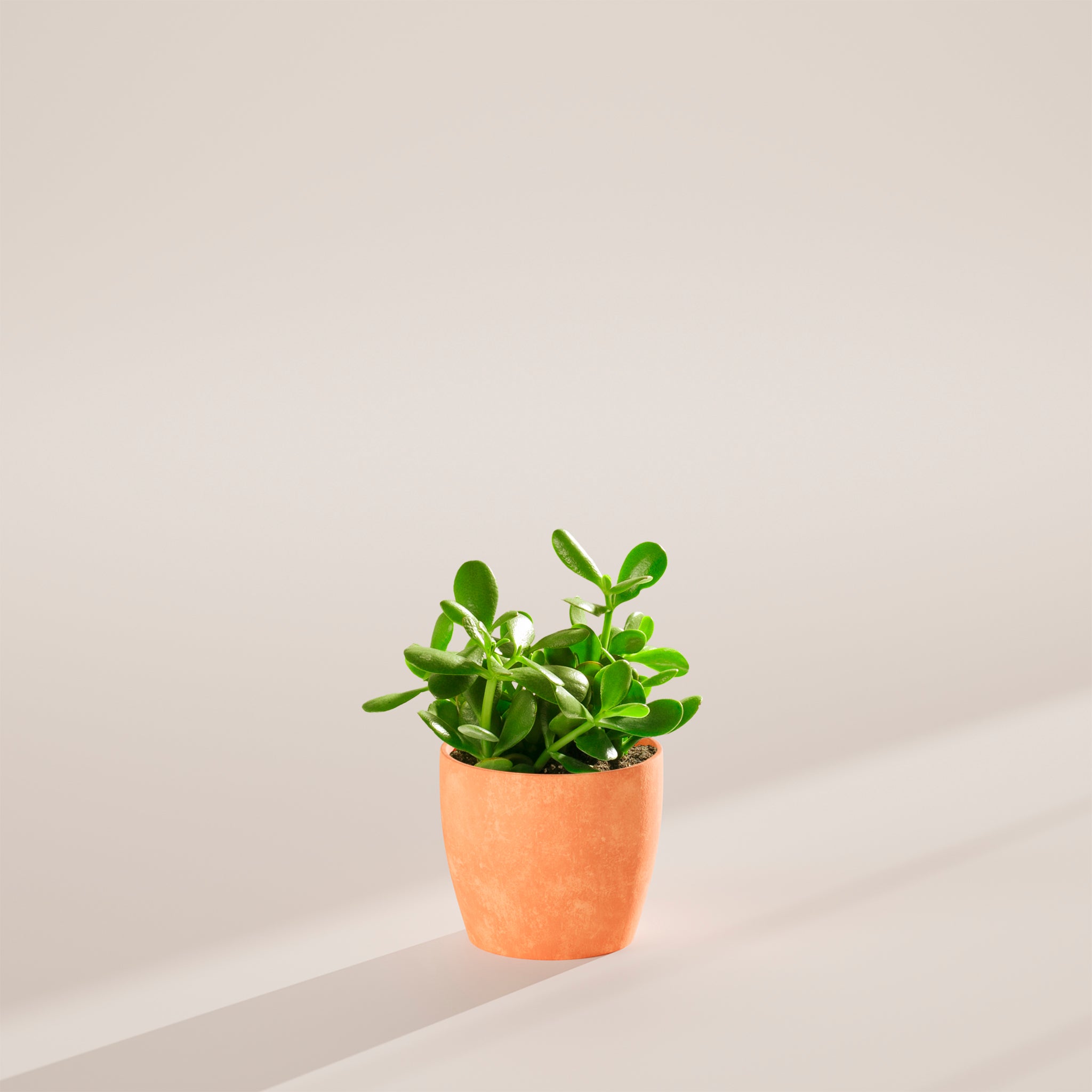 Jade Plant