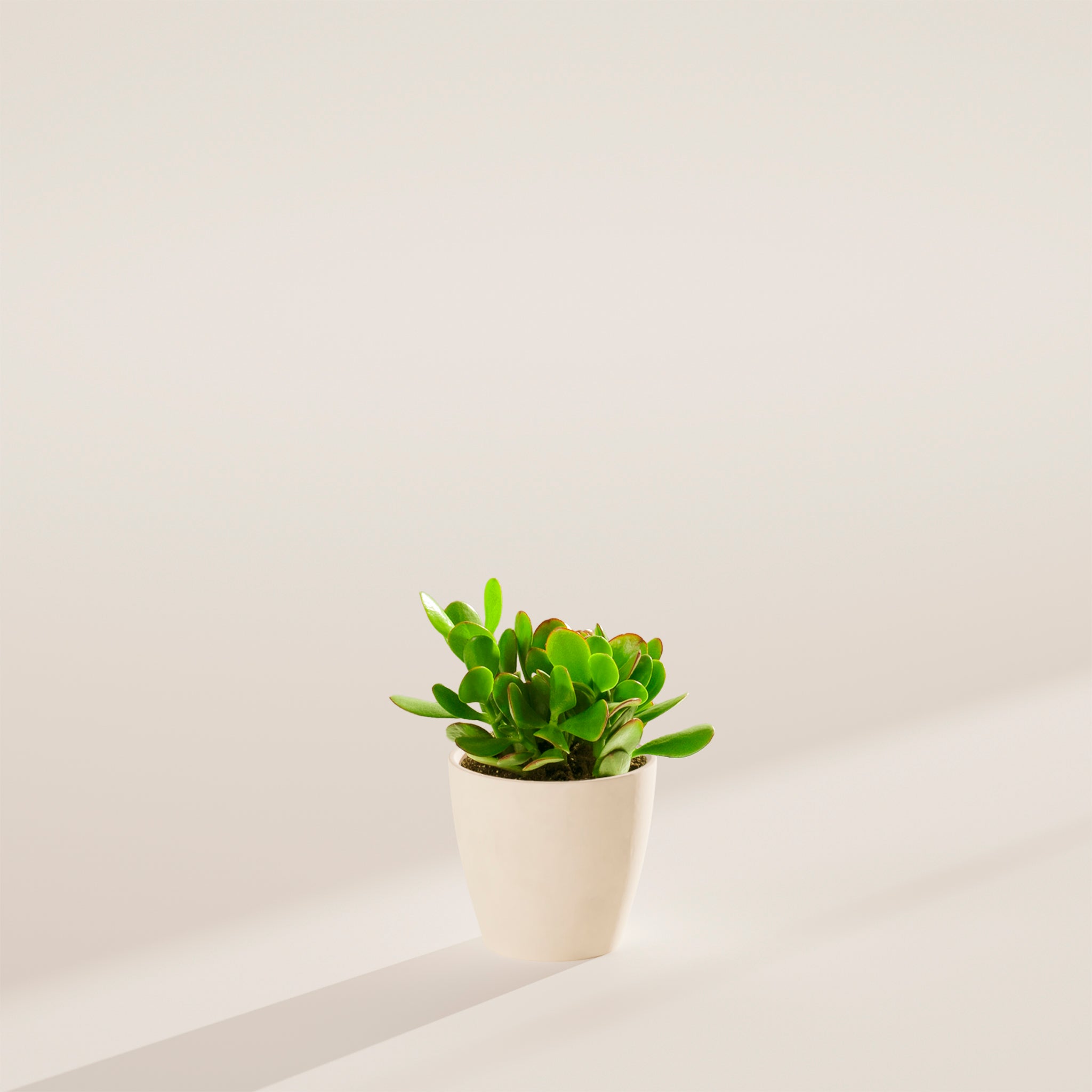 Jade Plant