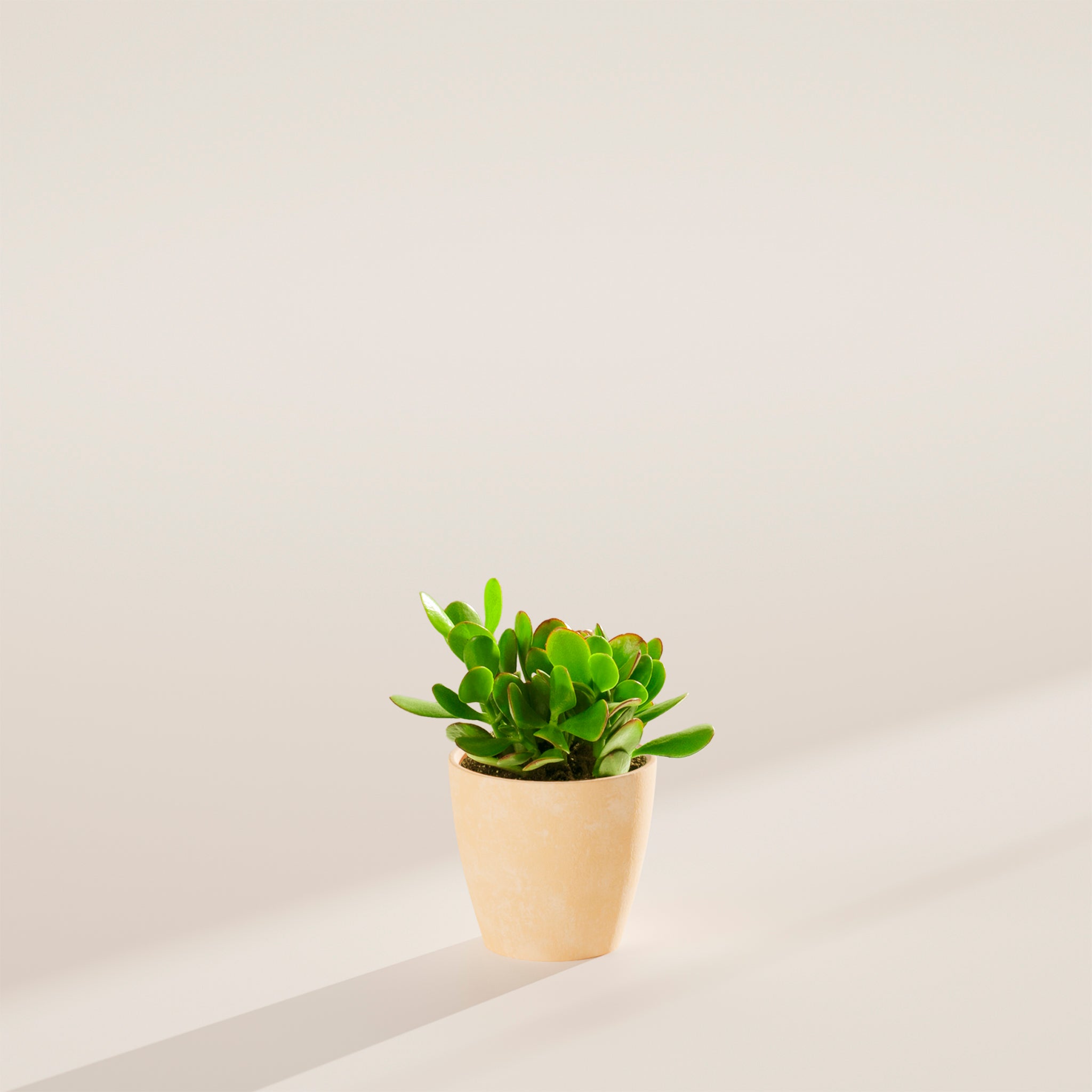 Jade Plant