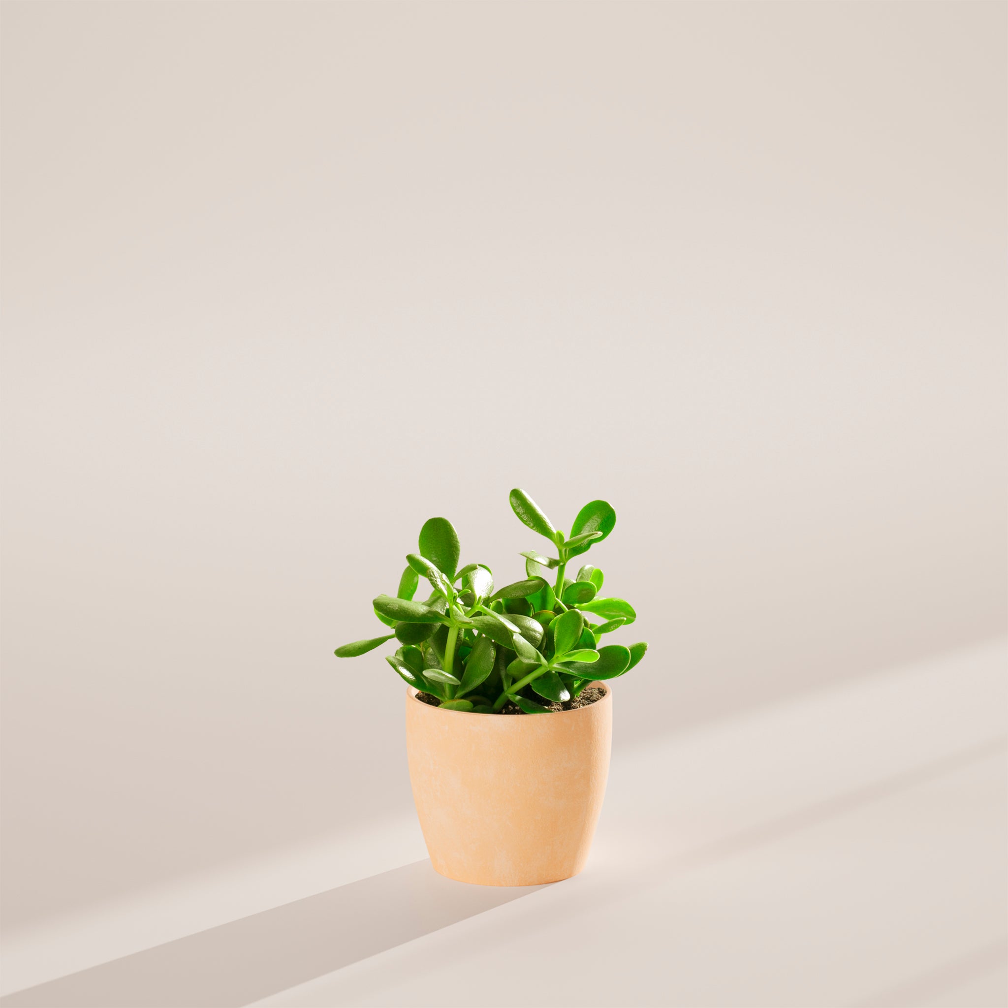 Jade Plant