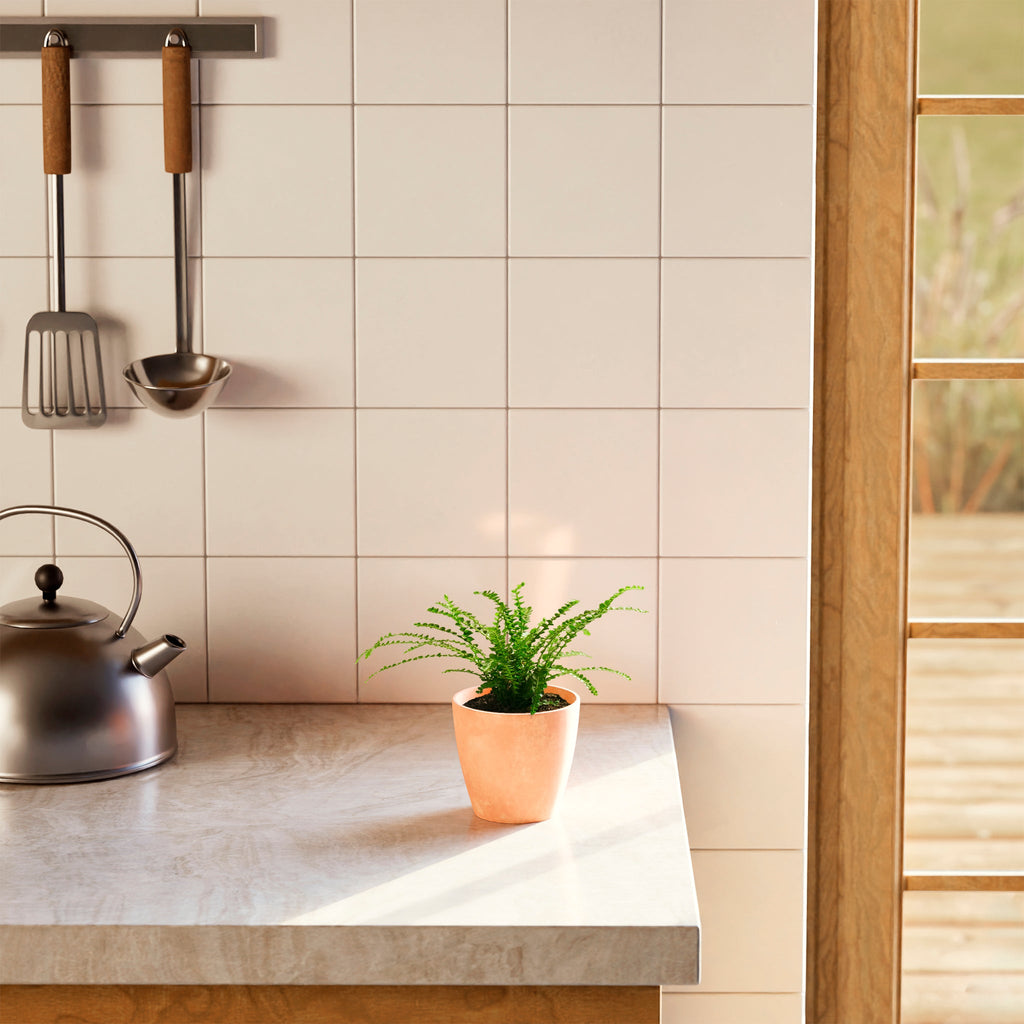 Lemon Button Fern