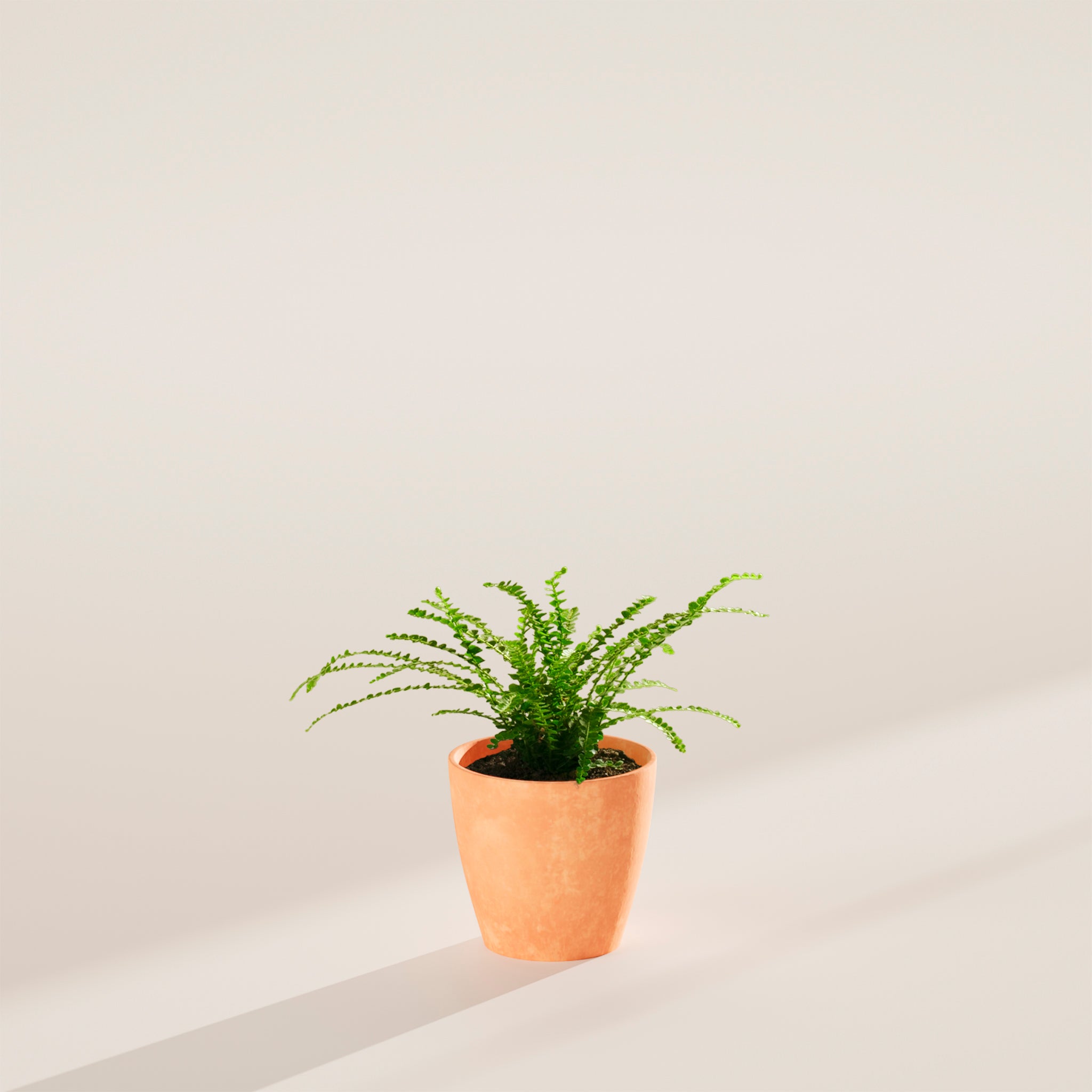 Lemon Button Fern